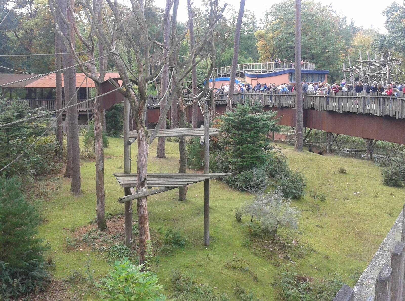 Enclosure Spider monkeys