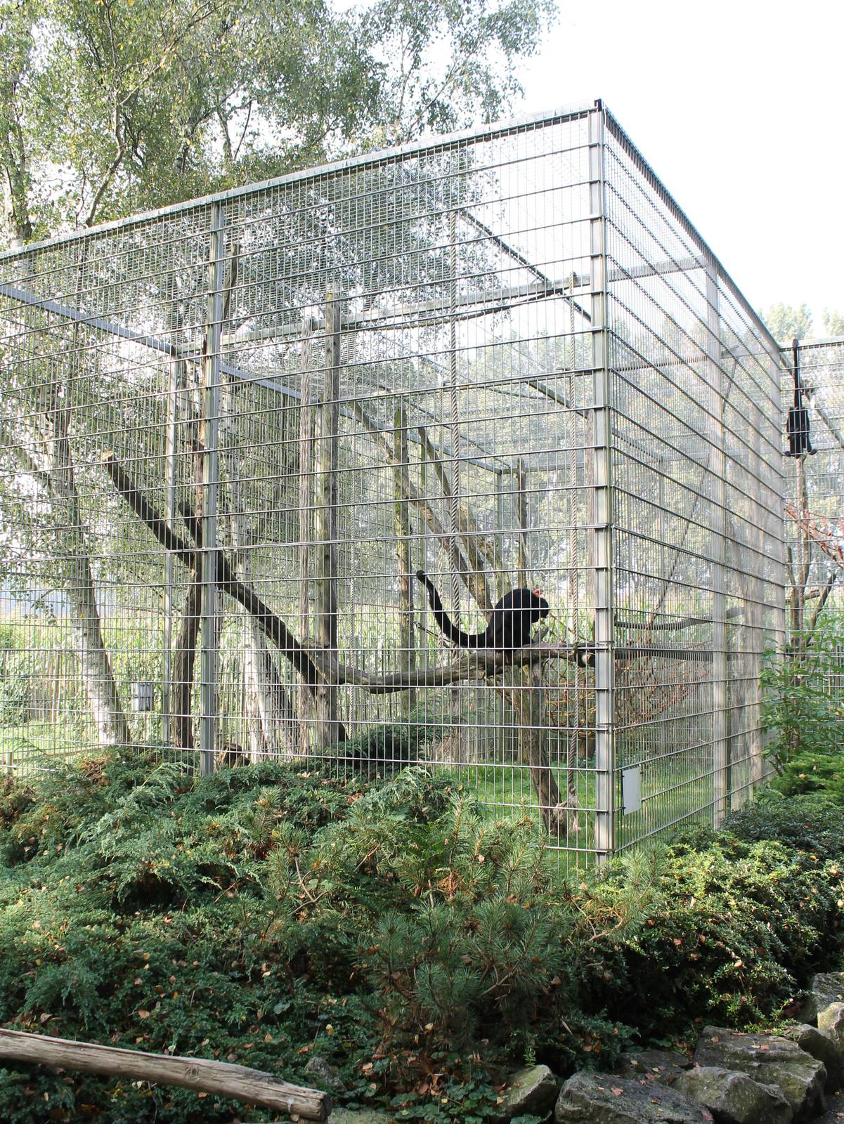 Enclosure Spider monkeys