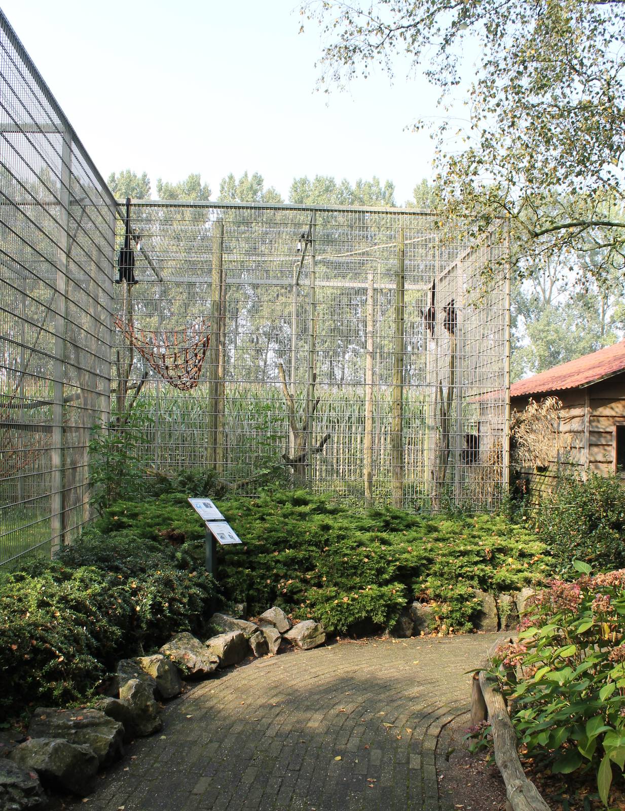 Enclosure Spider monkeys