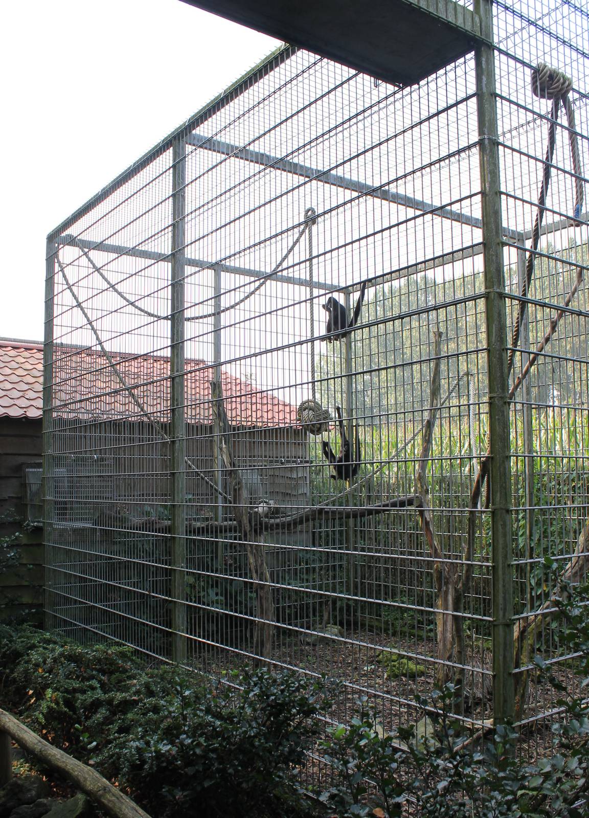 Enclosure Spider monkeys