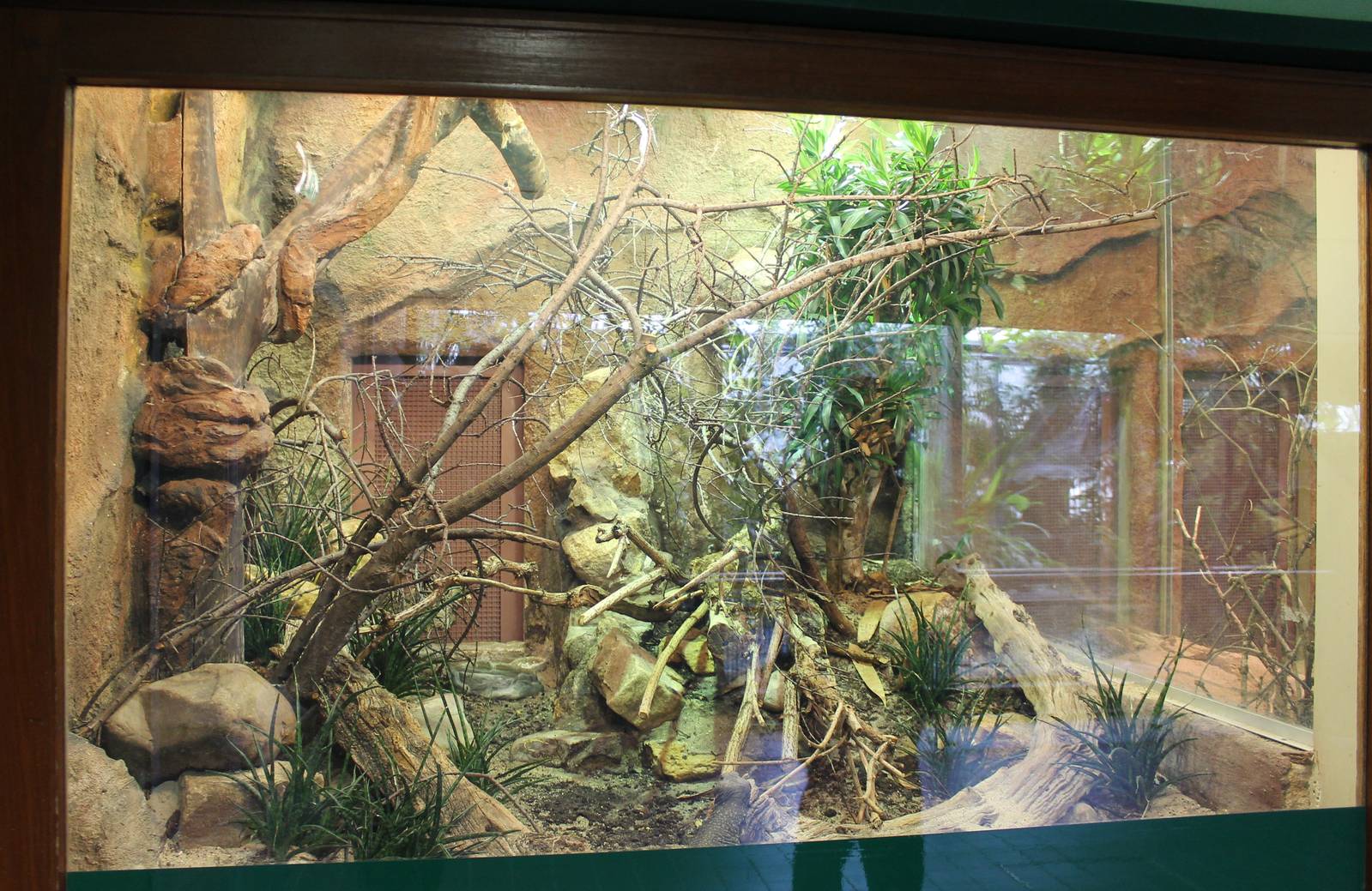 Enclosure Spiny-tailed lizard and Egyptian tortoise