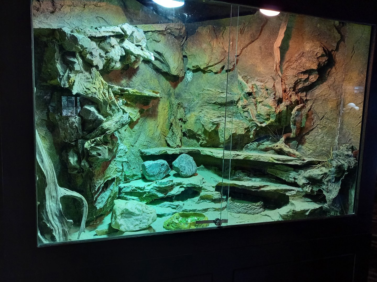 Enclosure Spiny-tailed lizard