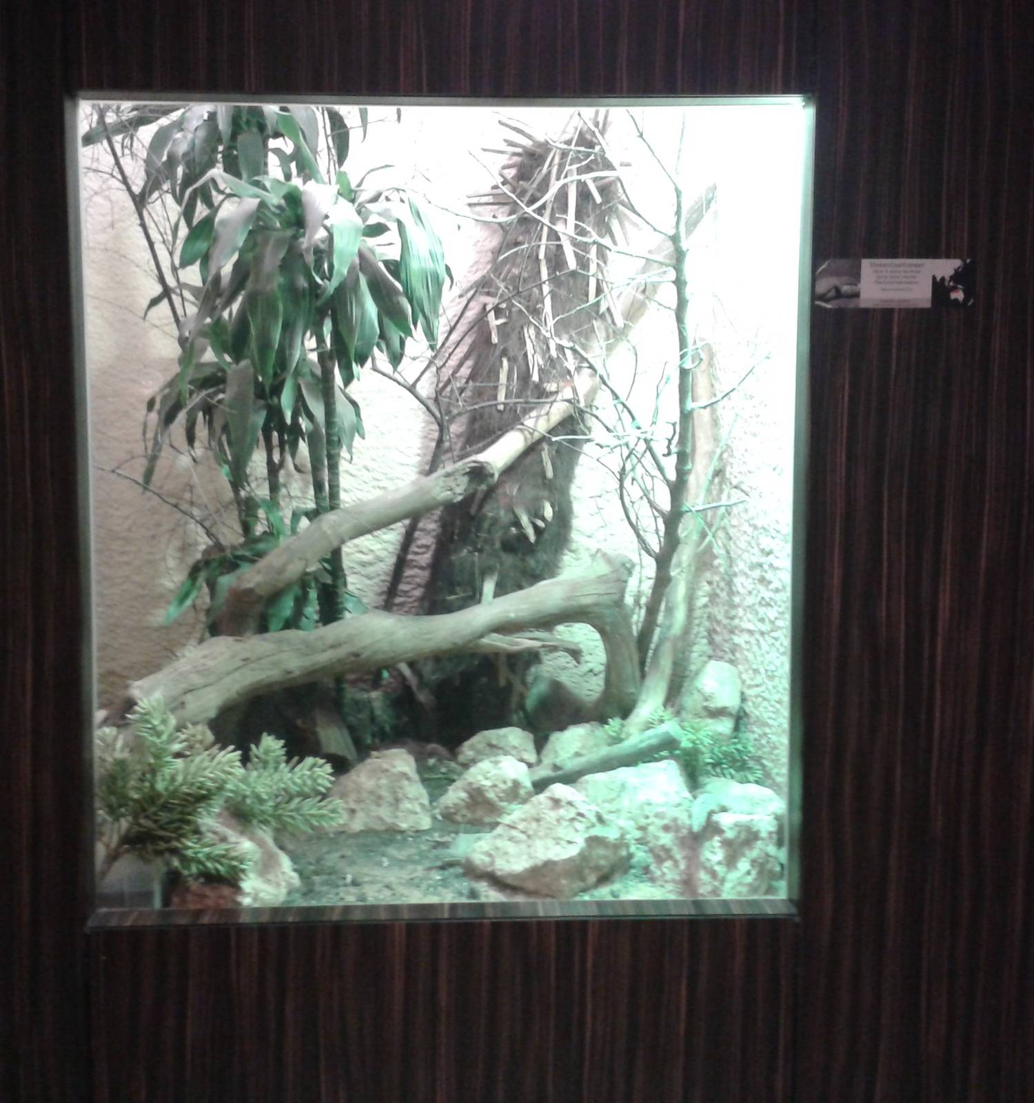 Enclosure spiny-tailed monitor