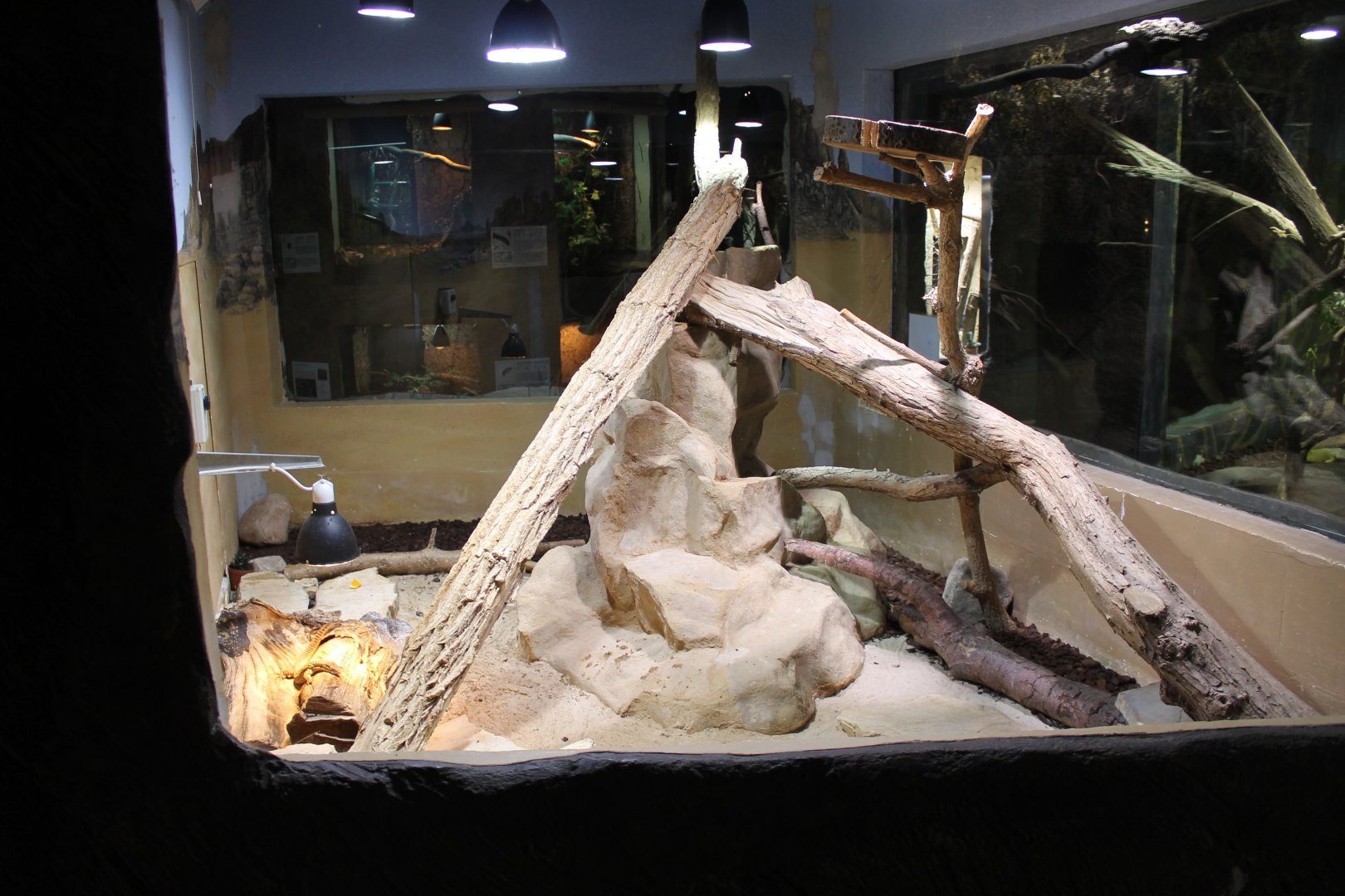 Enclosure Spiny-tailed monitor