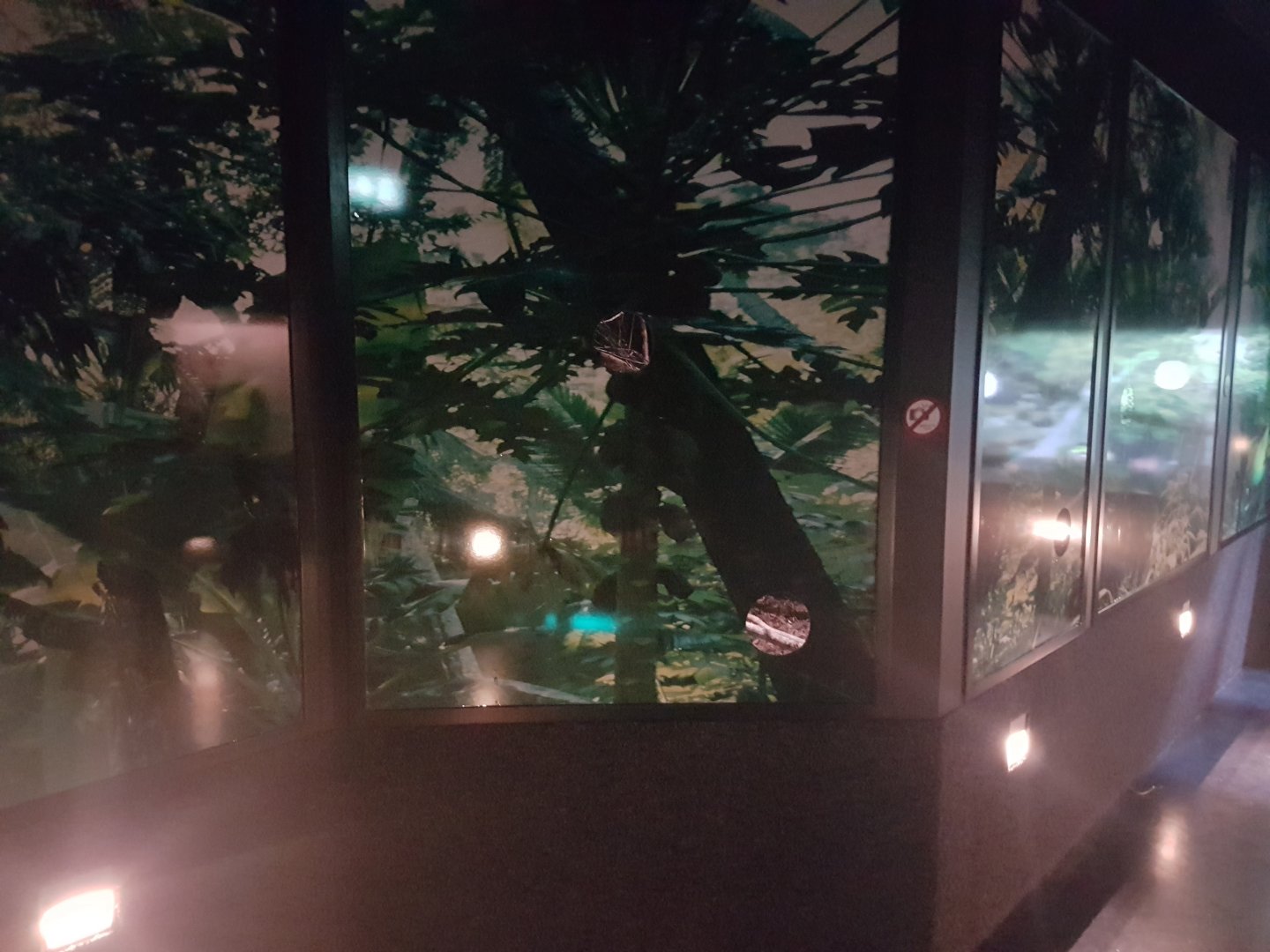 Enclosure Spotted cuscus