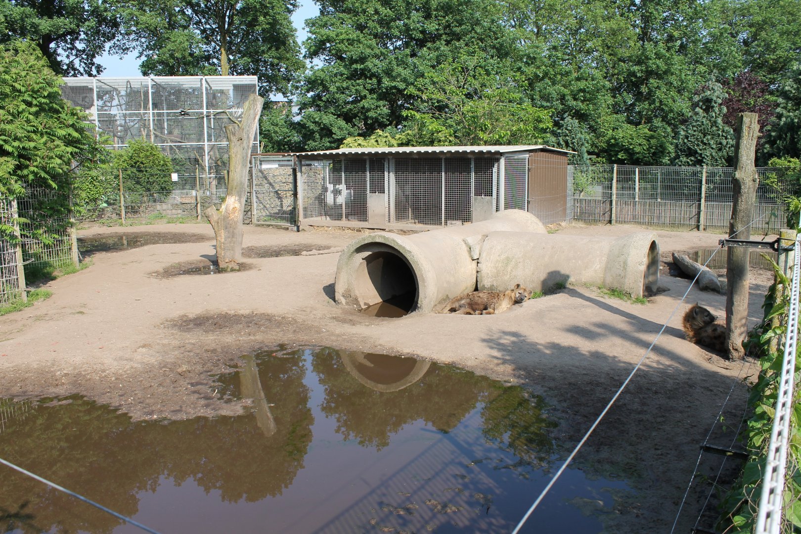 Enclosure Spotted hyena