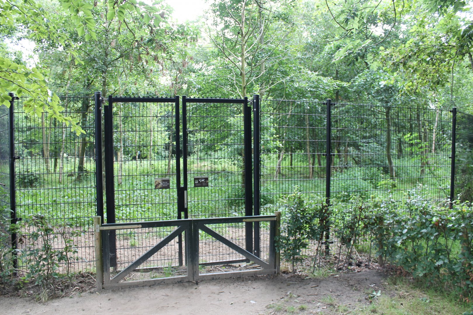 Enclosure Spotted hyena