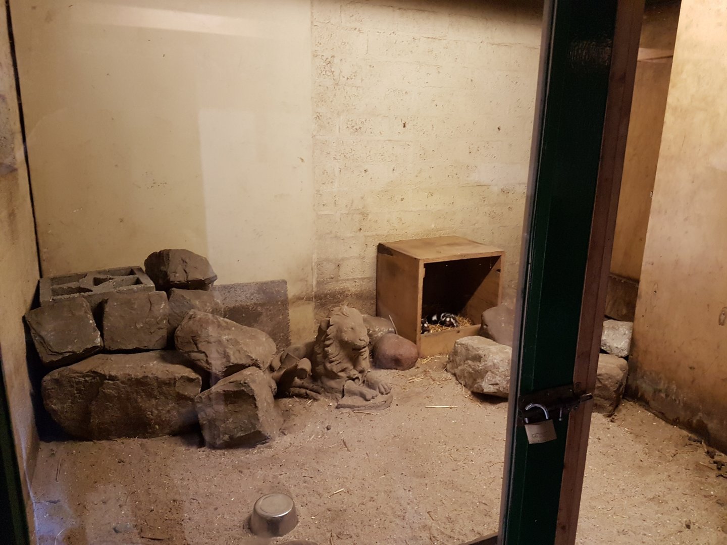 Enclosure Spotted skunk