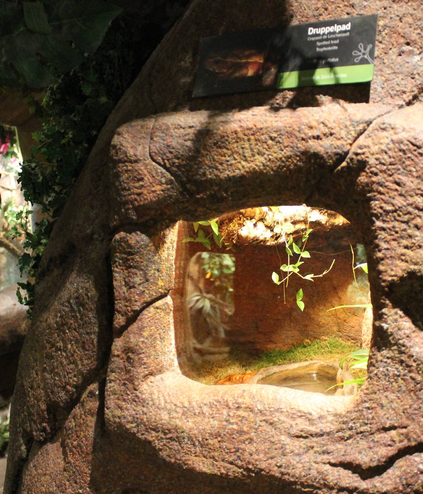 Enclosure Spotted toad