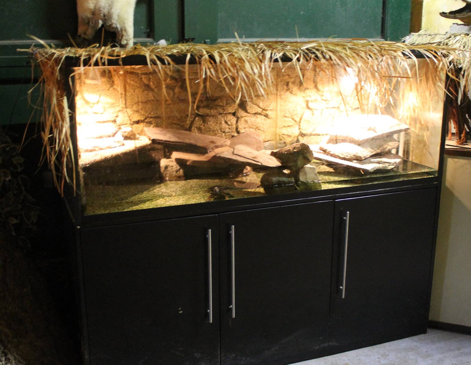 Enclosure Spotted turtles