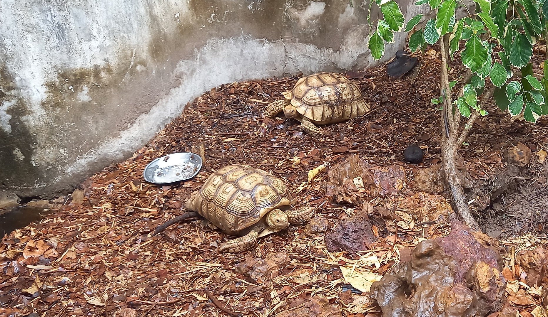 Enclosure Spurred tortoise