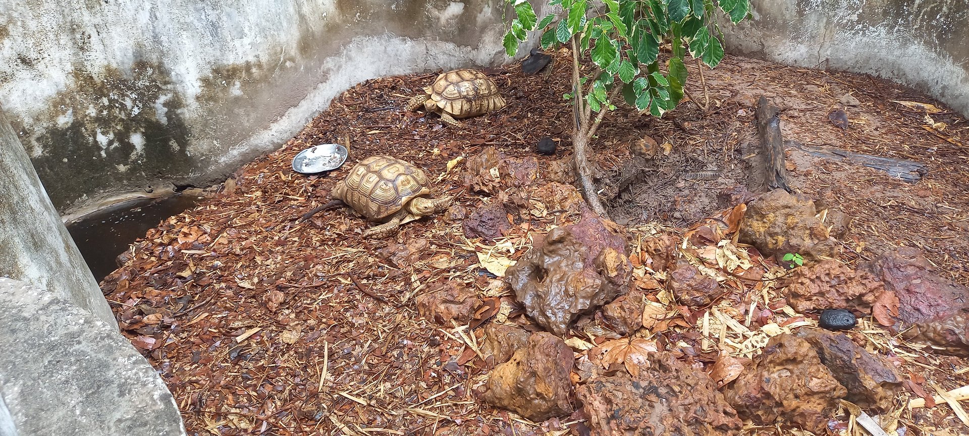 Enclosure Spurred tortoise