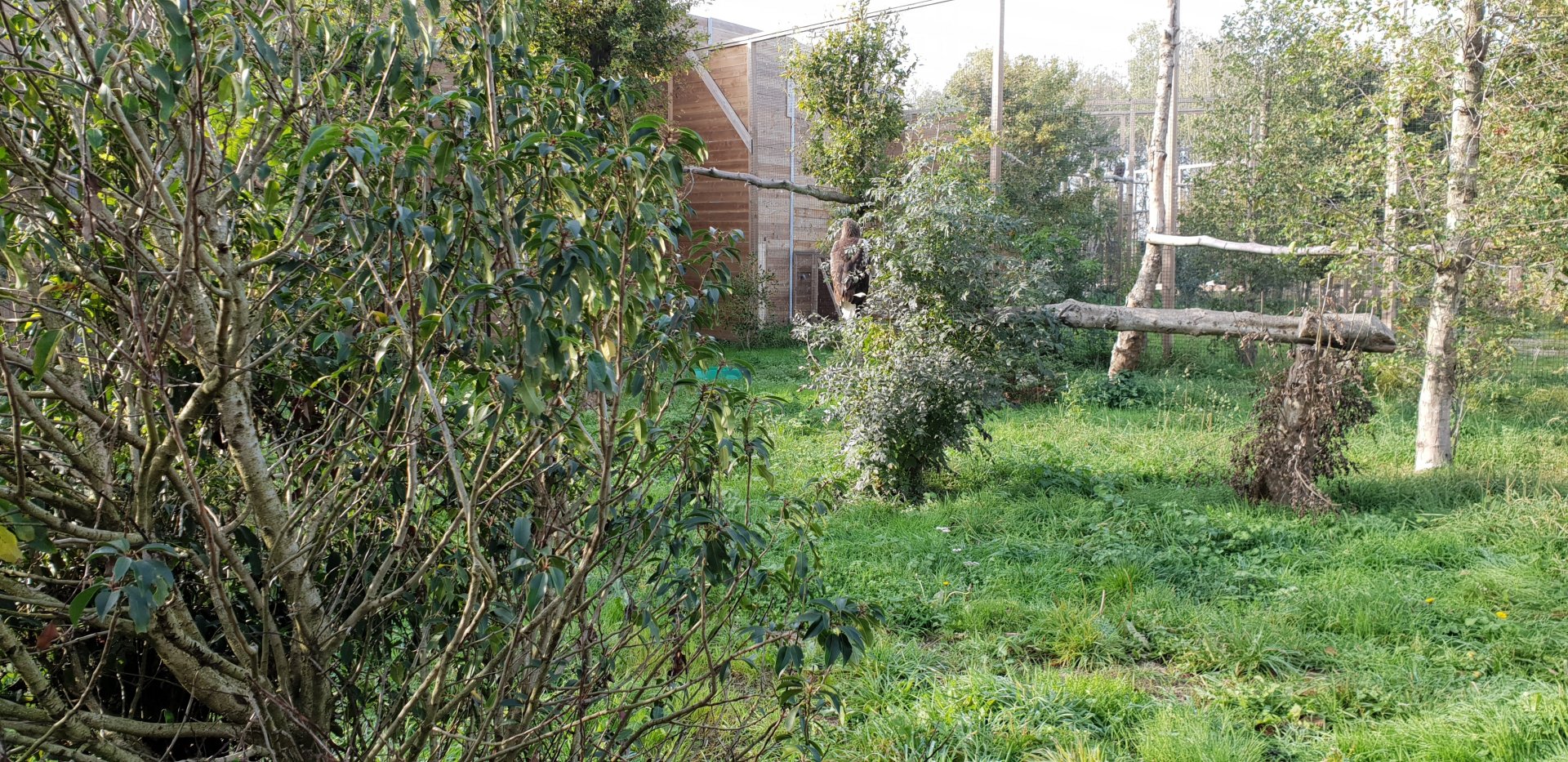 Enclosure Steller's sea-eagle
