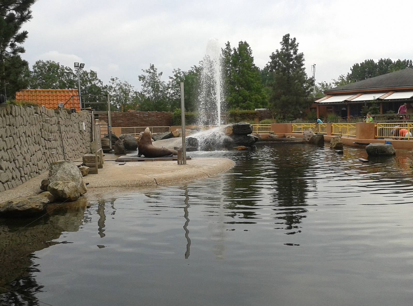 Enclosure Steller's sea-lions