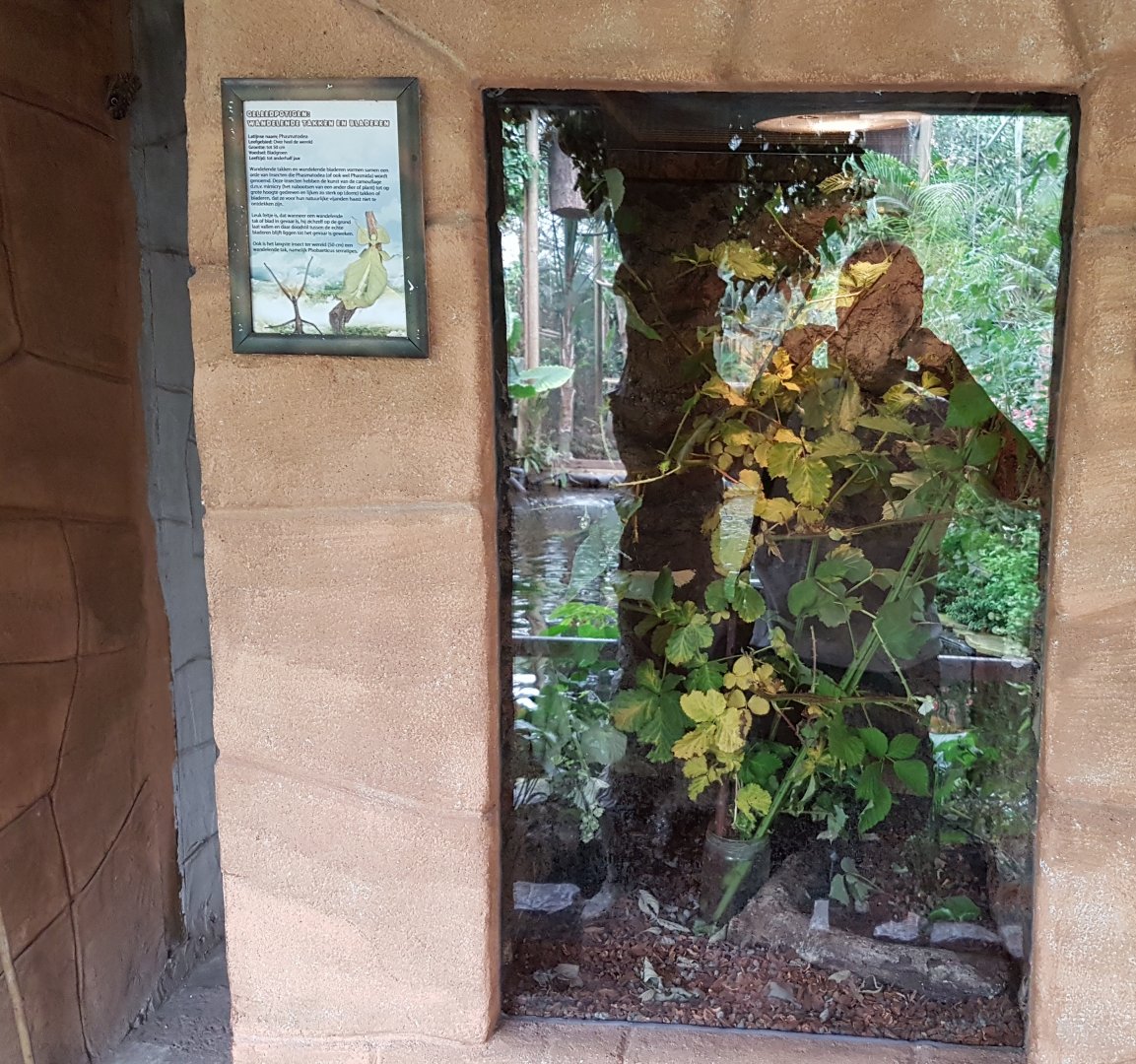 Enclosure Stick- and Leaf-insects