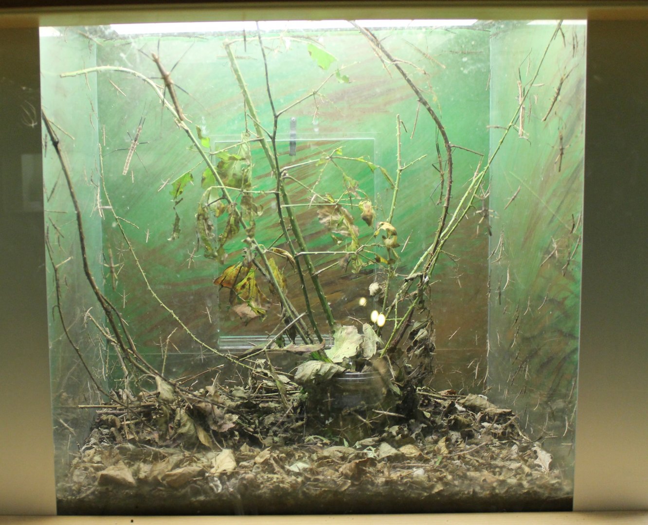 Enclosure Stick insect