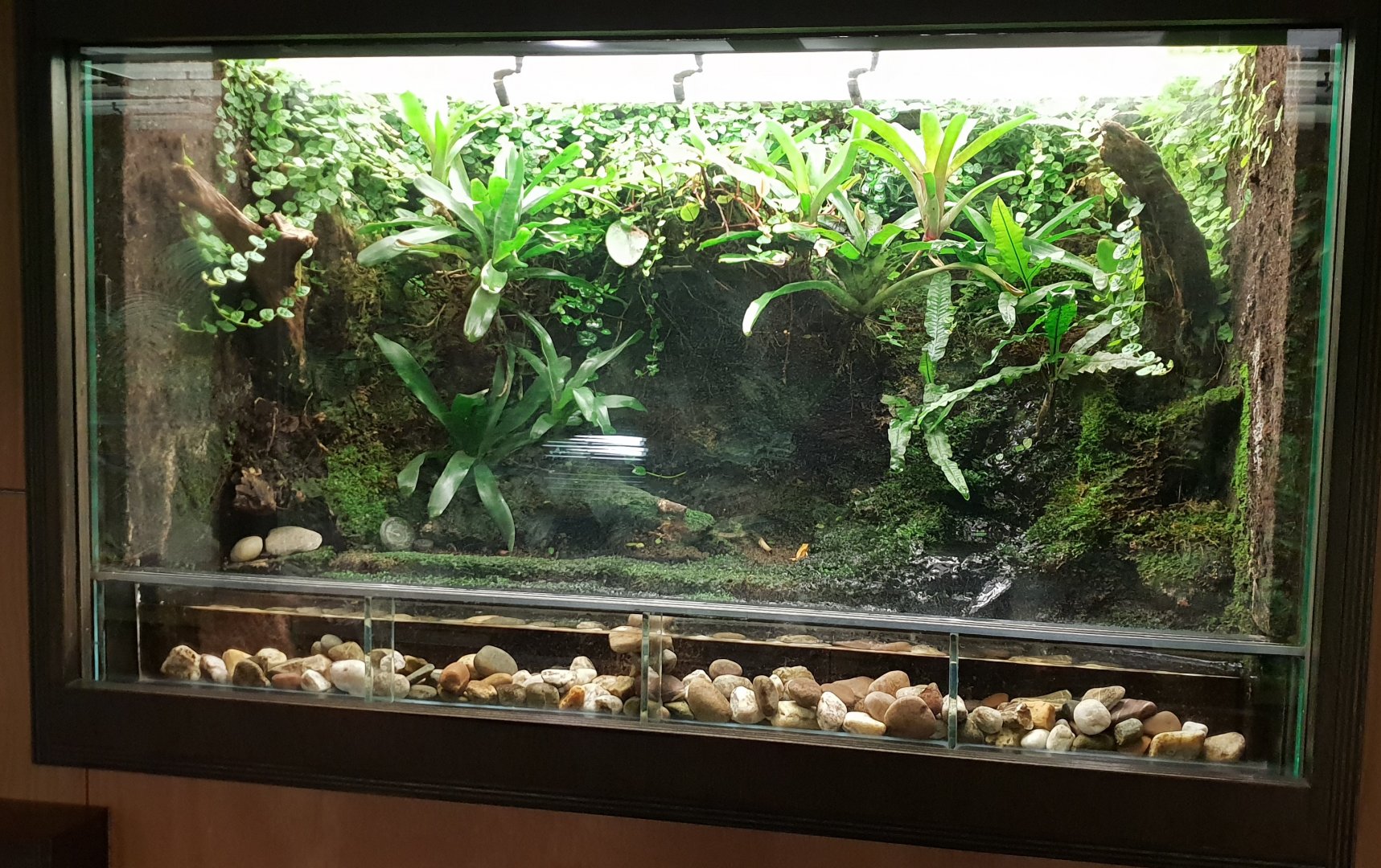 Enclosure Strawberry frog