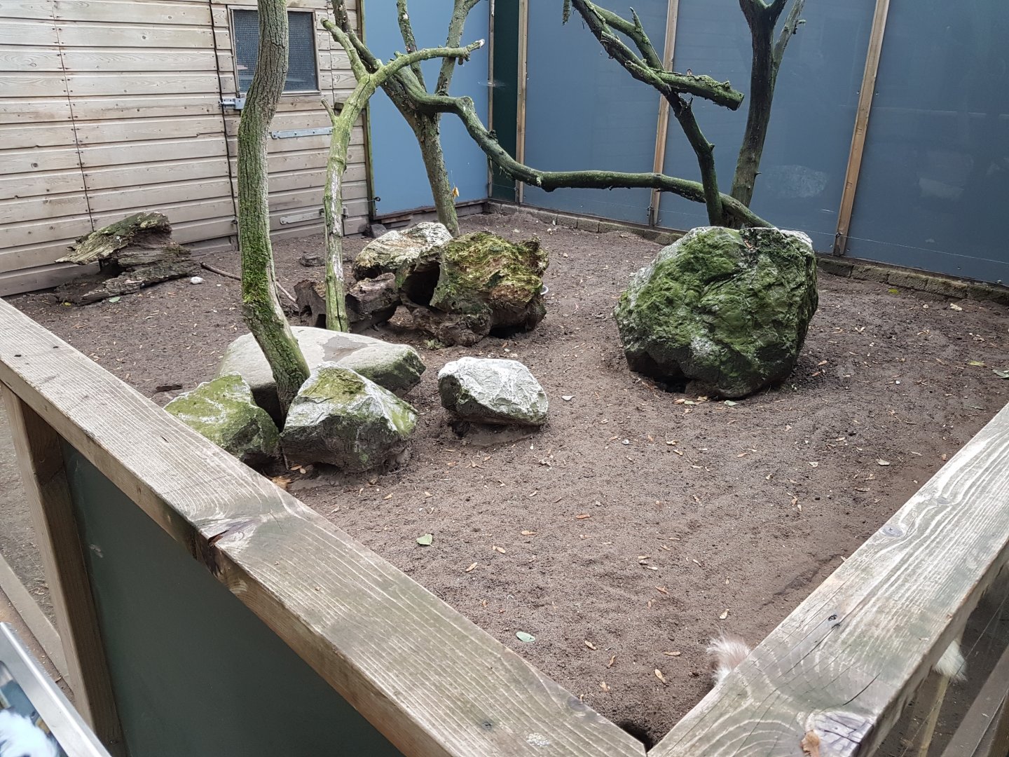 Enclosure Striped skunk