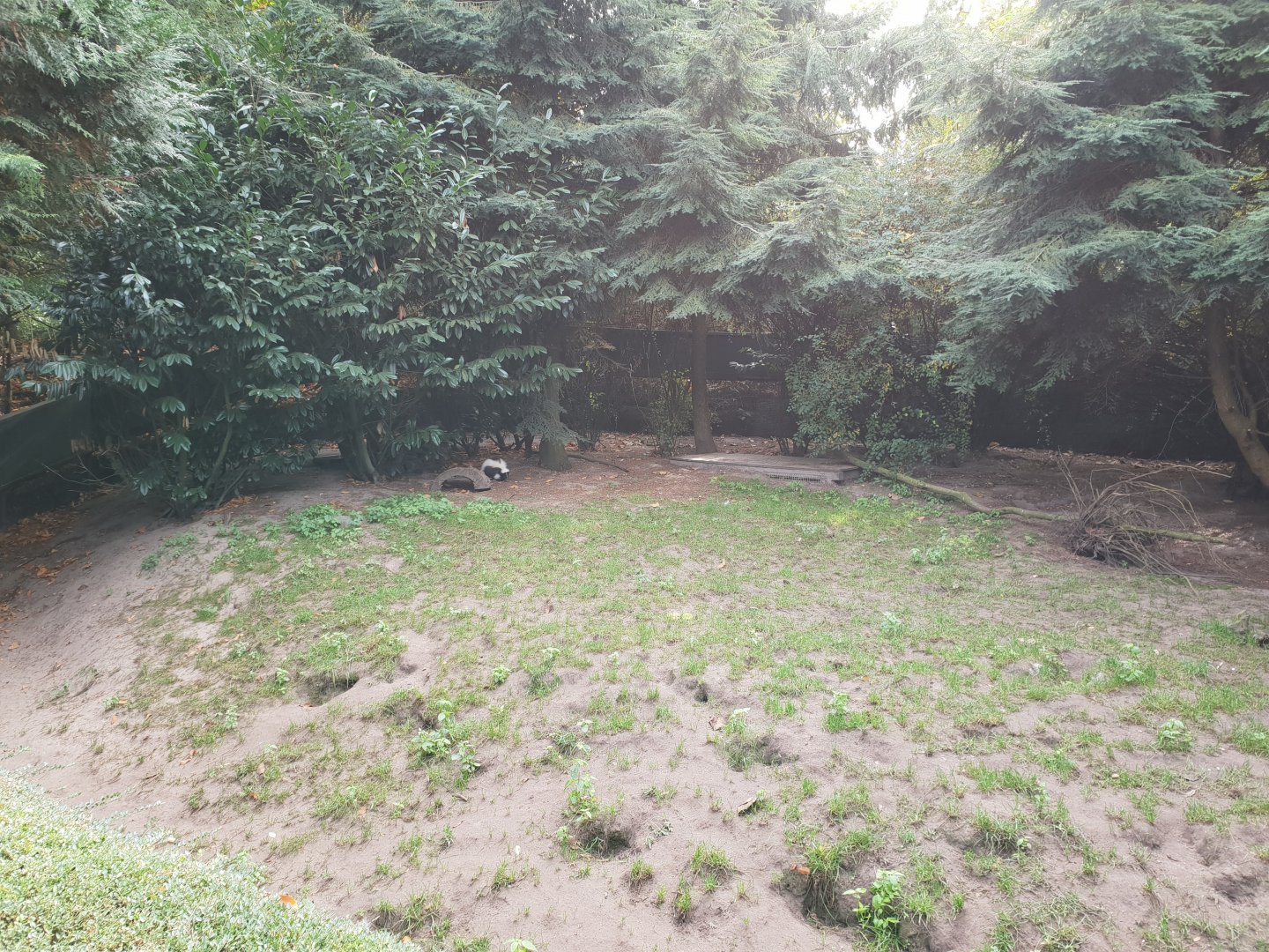 Enclosure Striped skunk