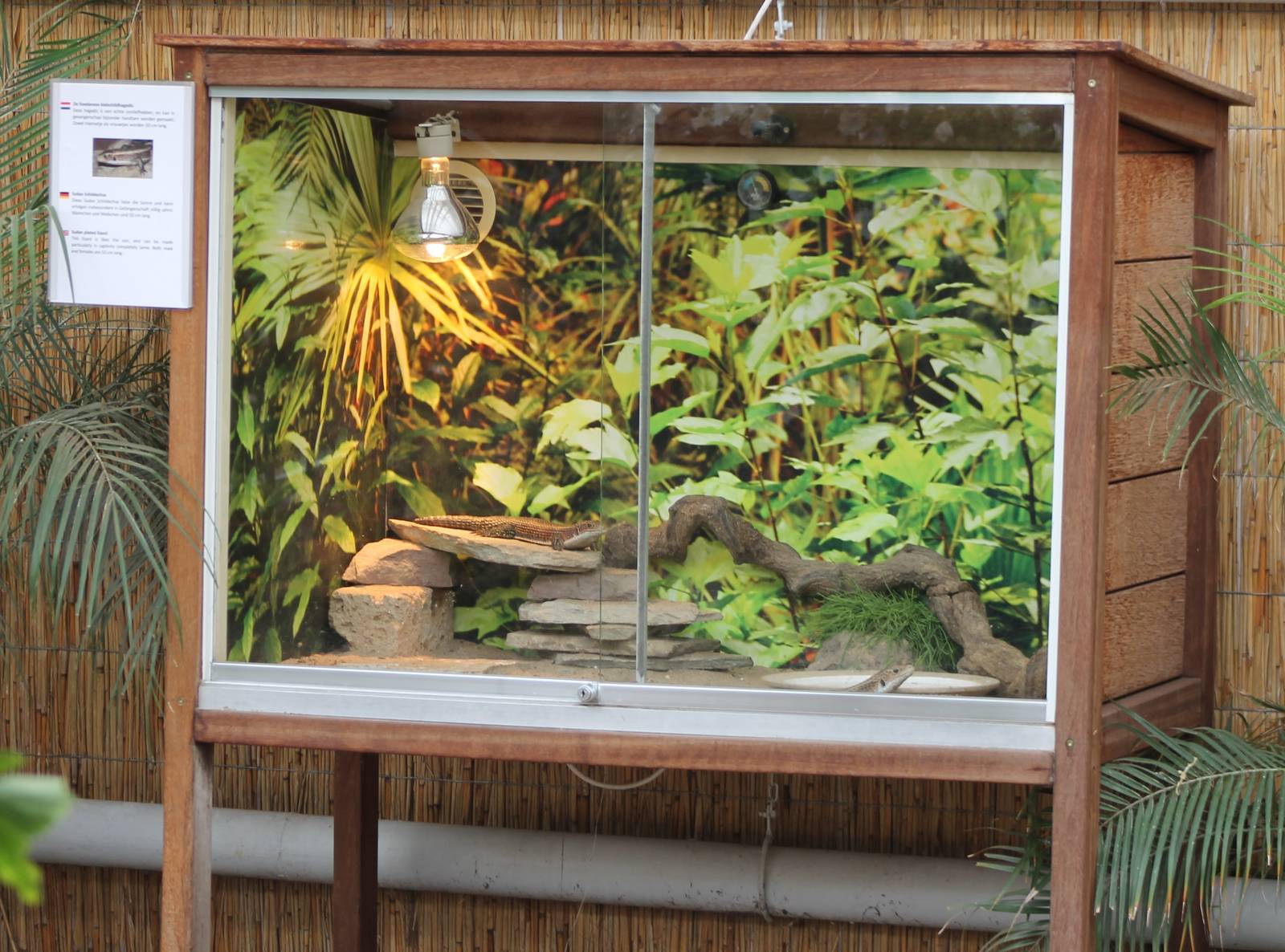 Enclosure Sudan plated lizard
