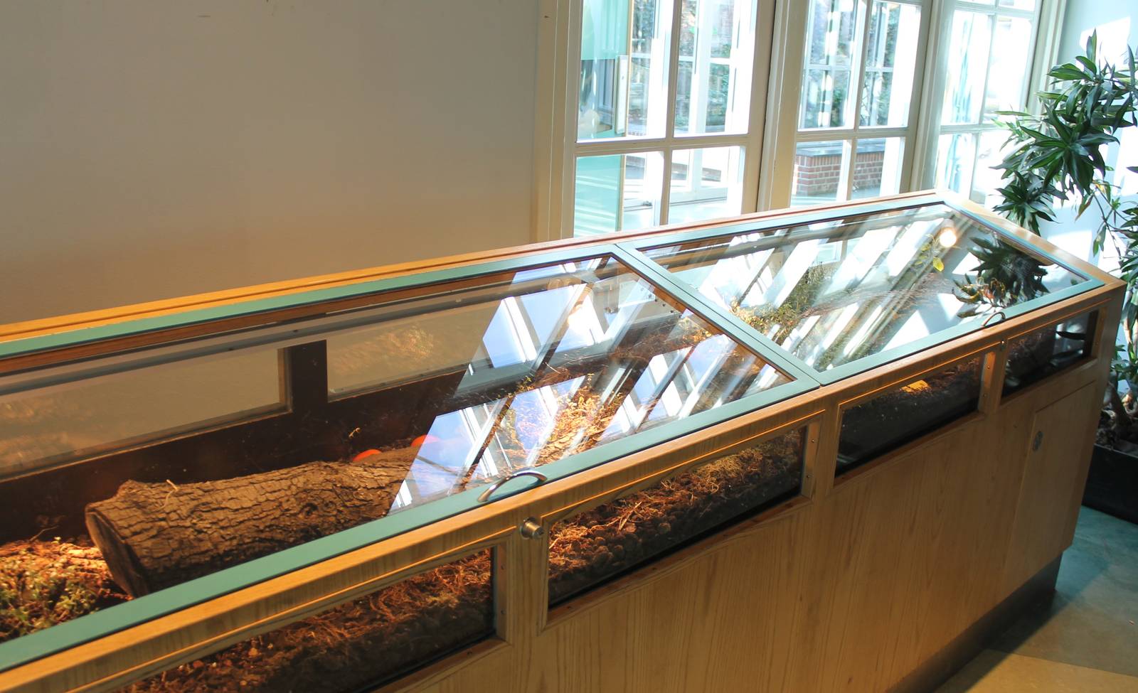 Enclosure Sun and Emerald beetles