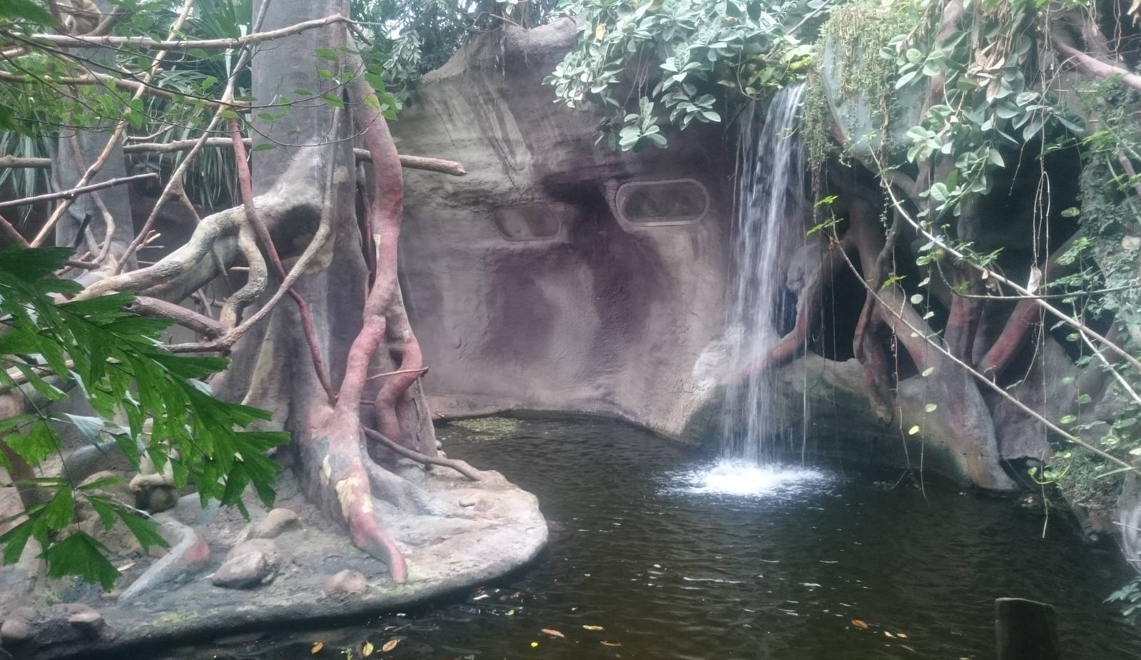 Enclosure Sunda Pig-tailed macaque