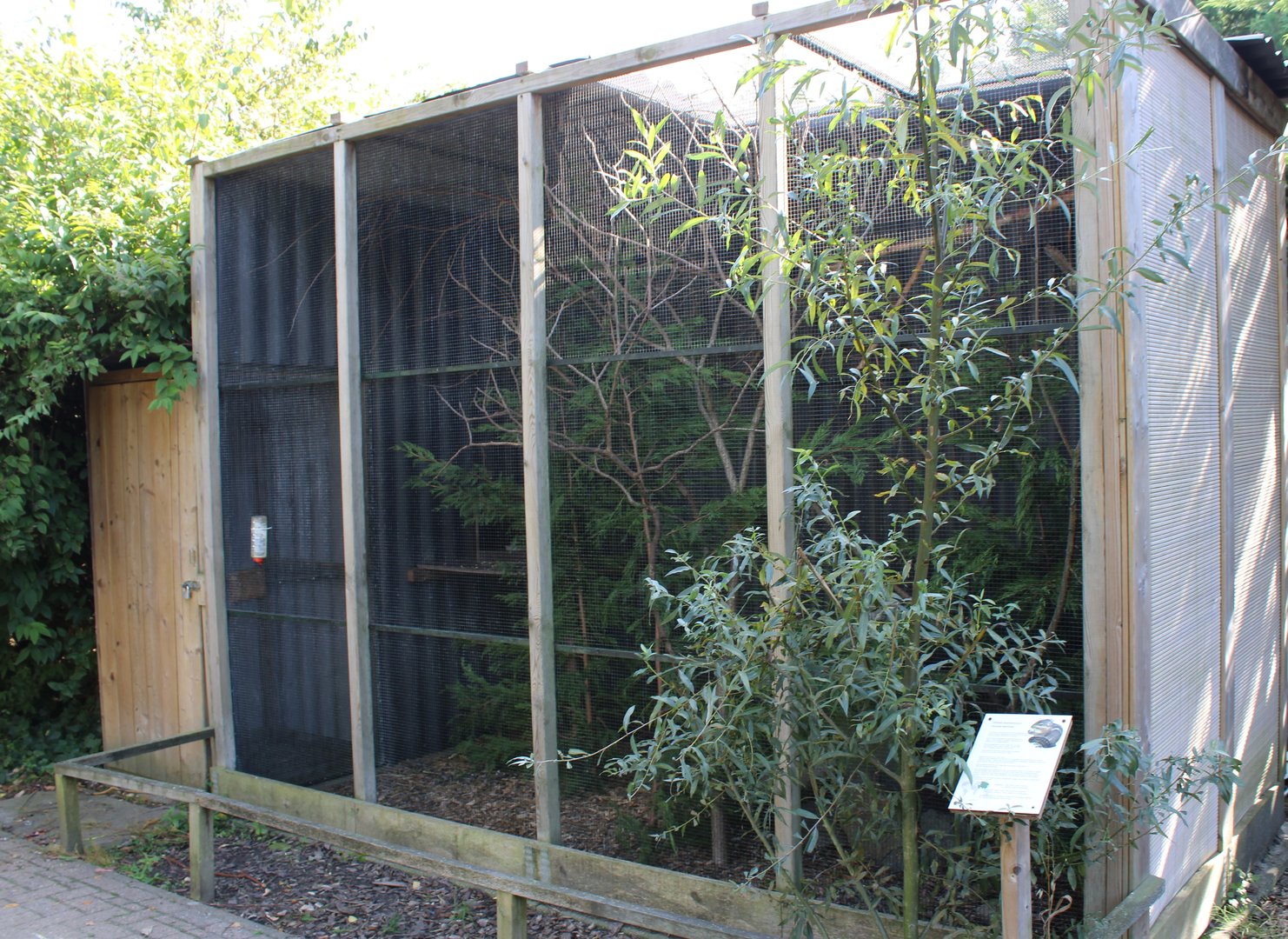 Enclosure Swinhoe striped squirrel