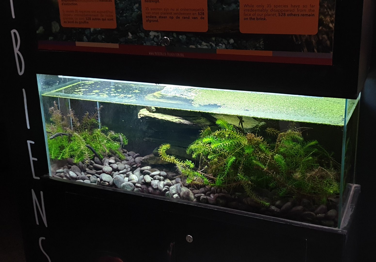 Enclosure Sword-tailed newt