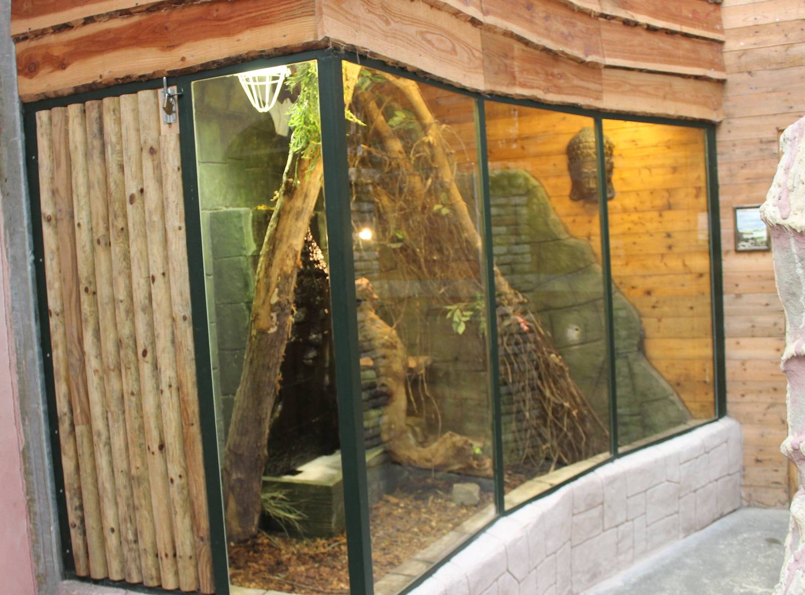 Enclosure Taiwan ratsnake