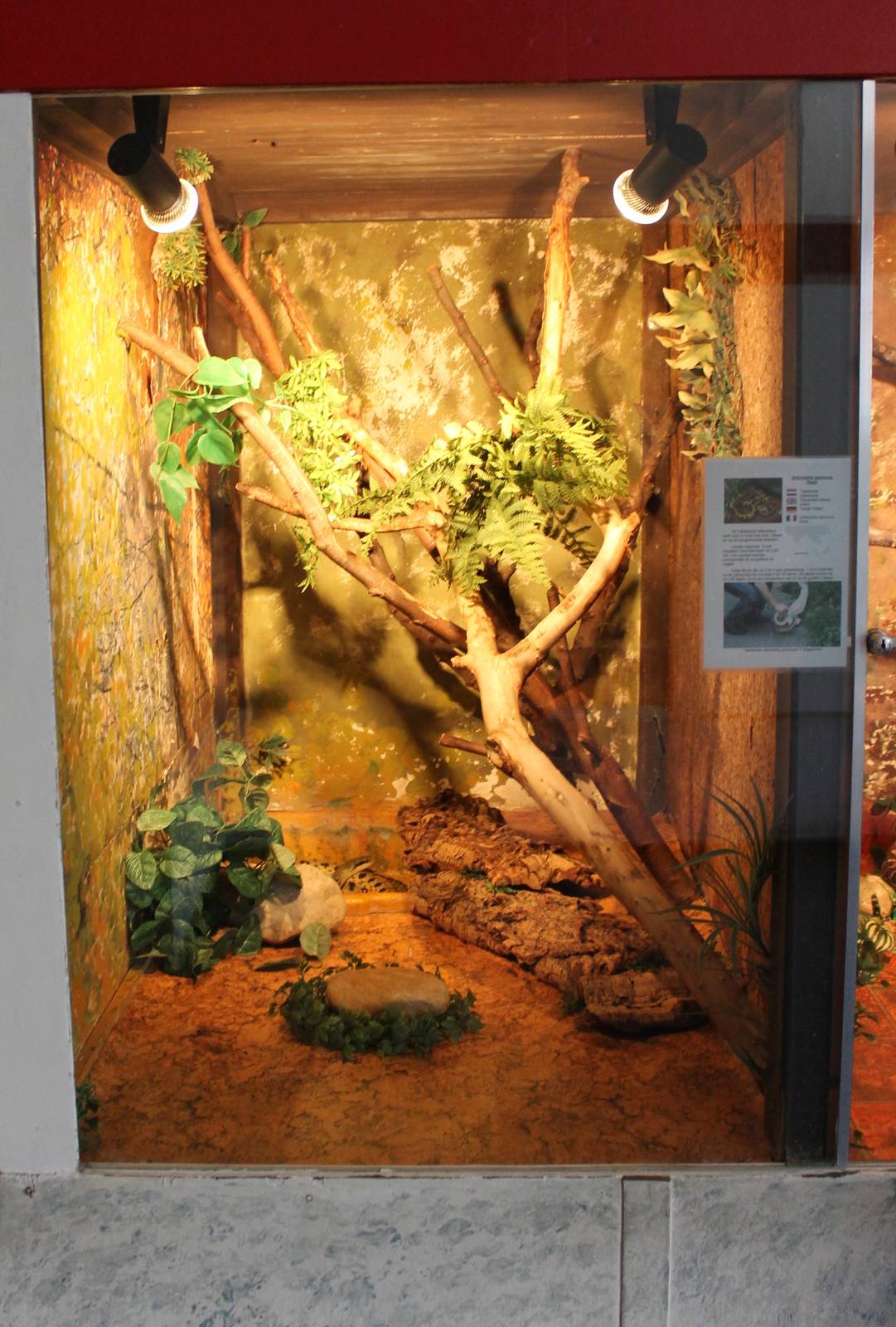 Enclosure Taiwanese beauty snake