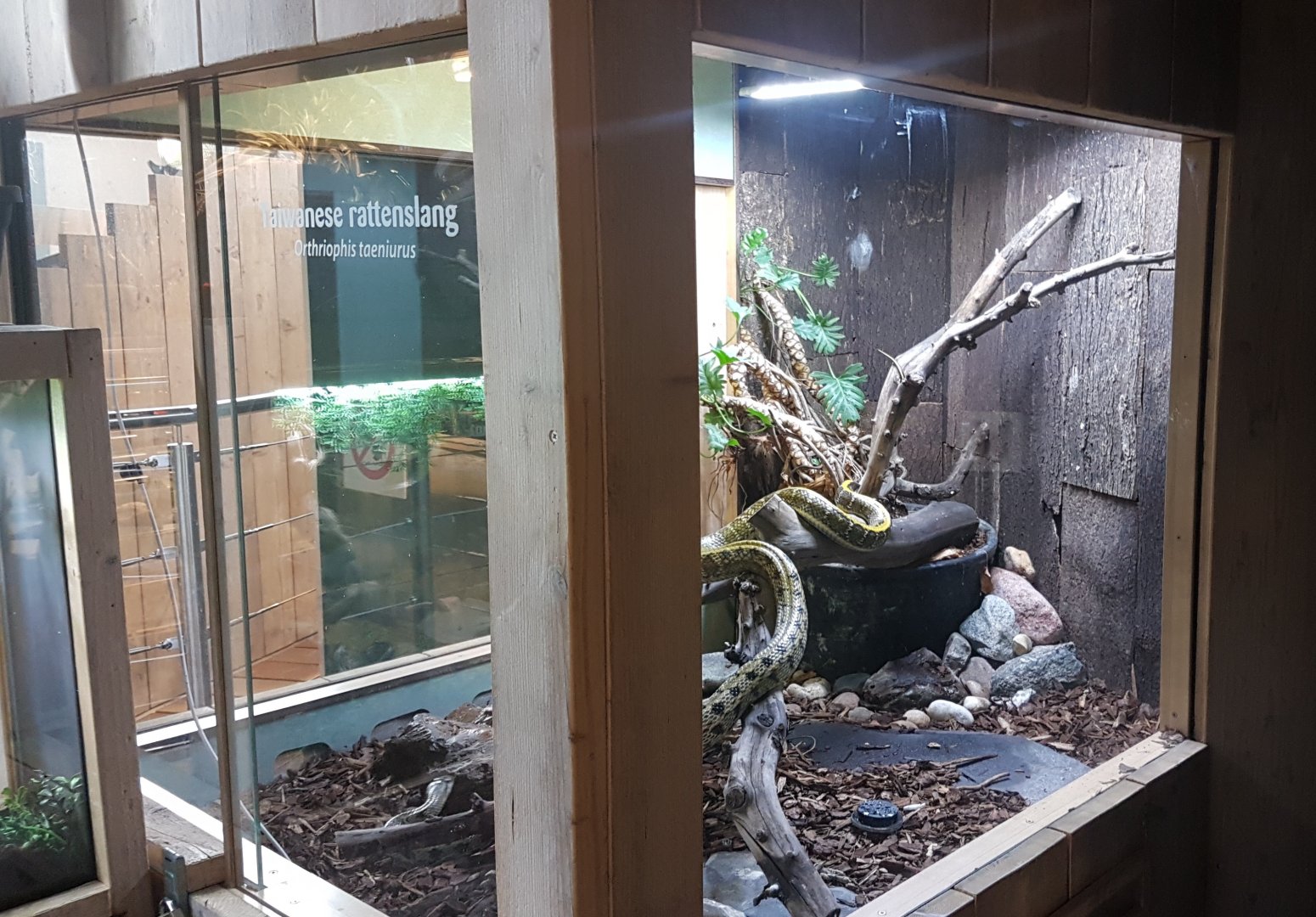 Enclosure Taiwanese rat-snake