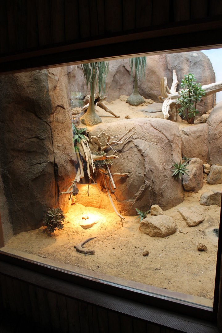 Enclosure Tawny plated lizard