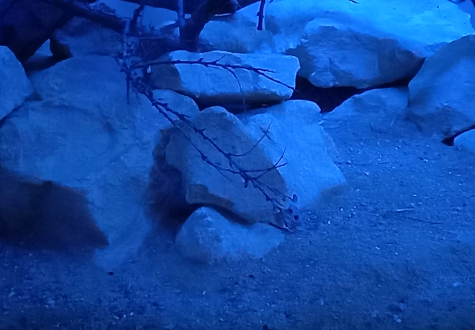 Enclosure Tibesti spiny mouse