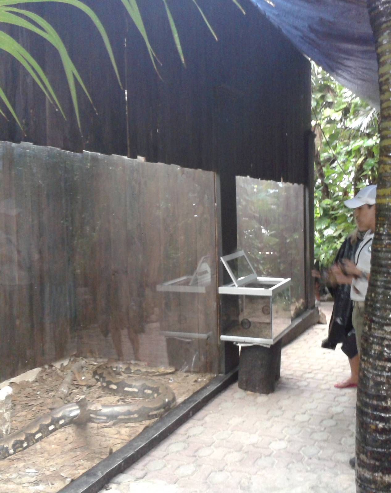 Enclosure tiger morph Reticulated  python