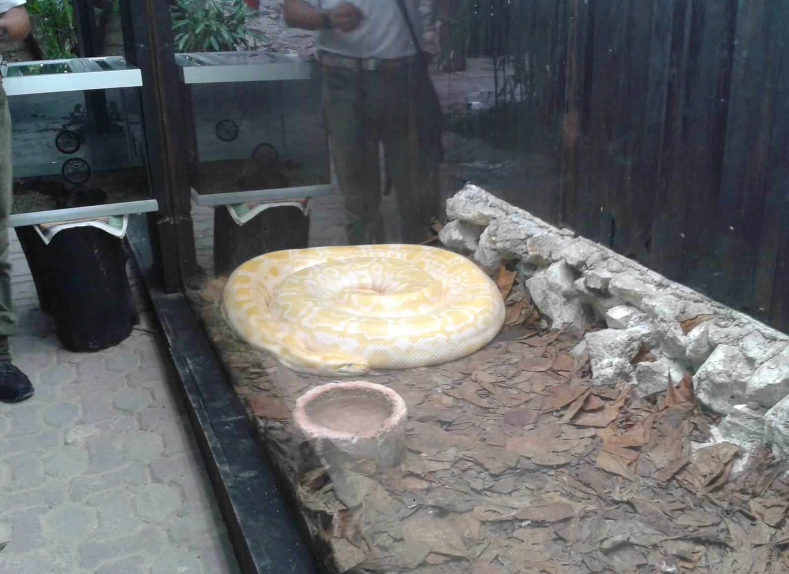 Enclosure tiger python
