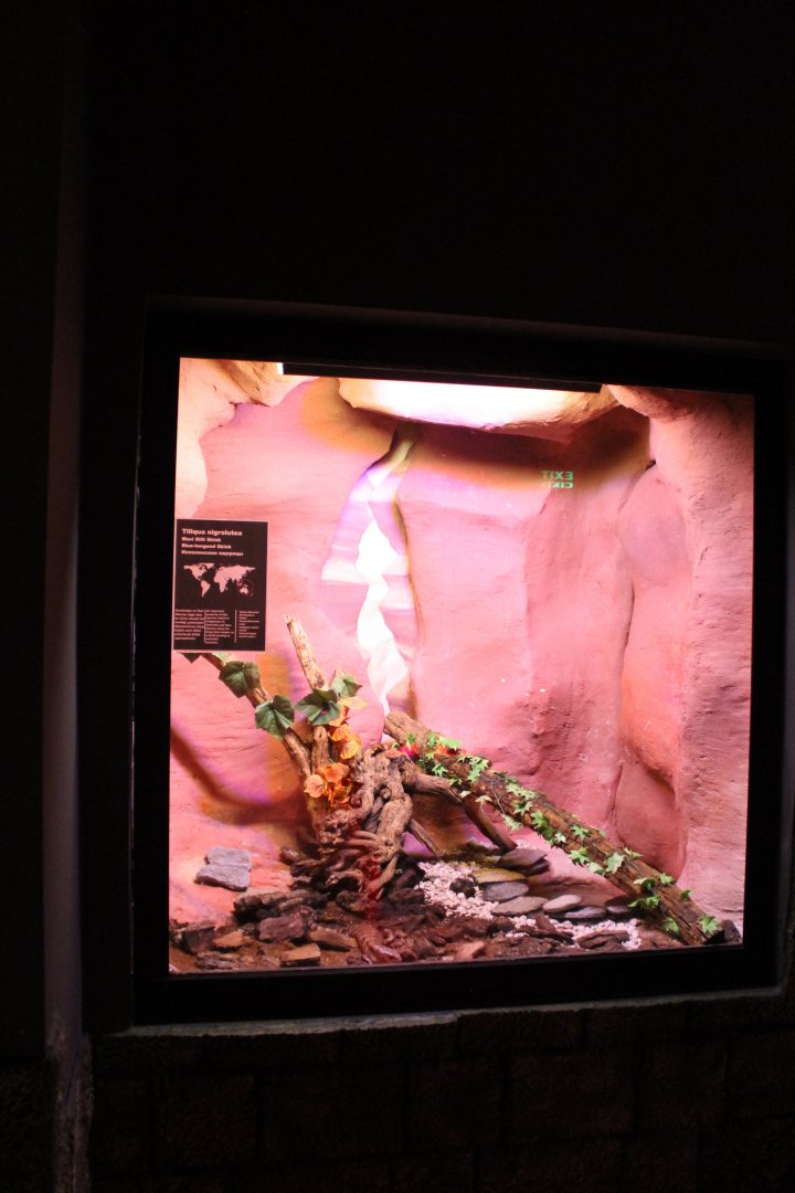 Enclosure Tiliqua nigrolutea