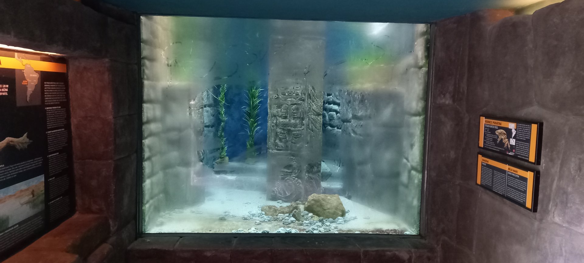 Enclosure Titicaca water frog