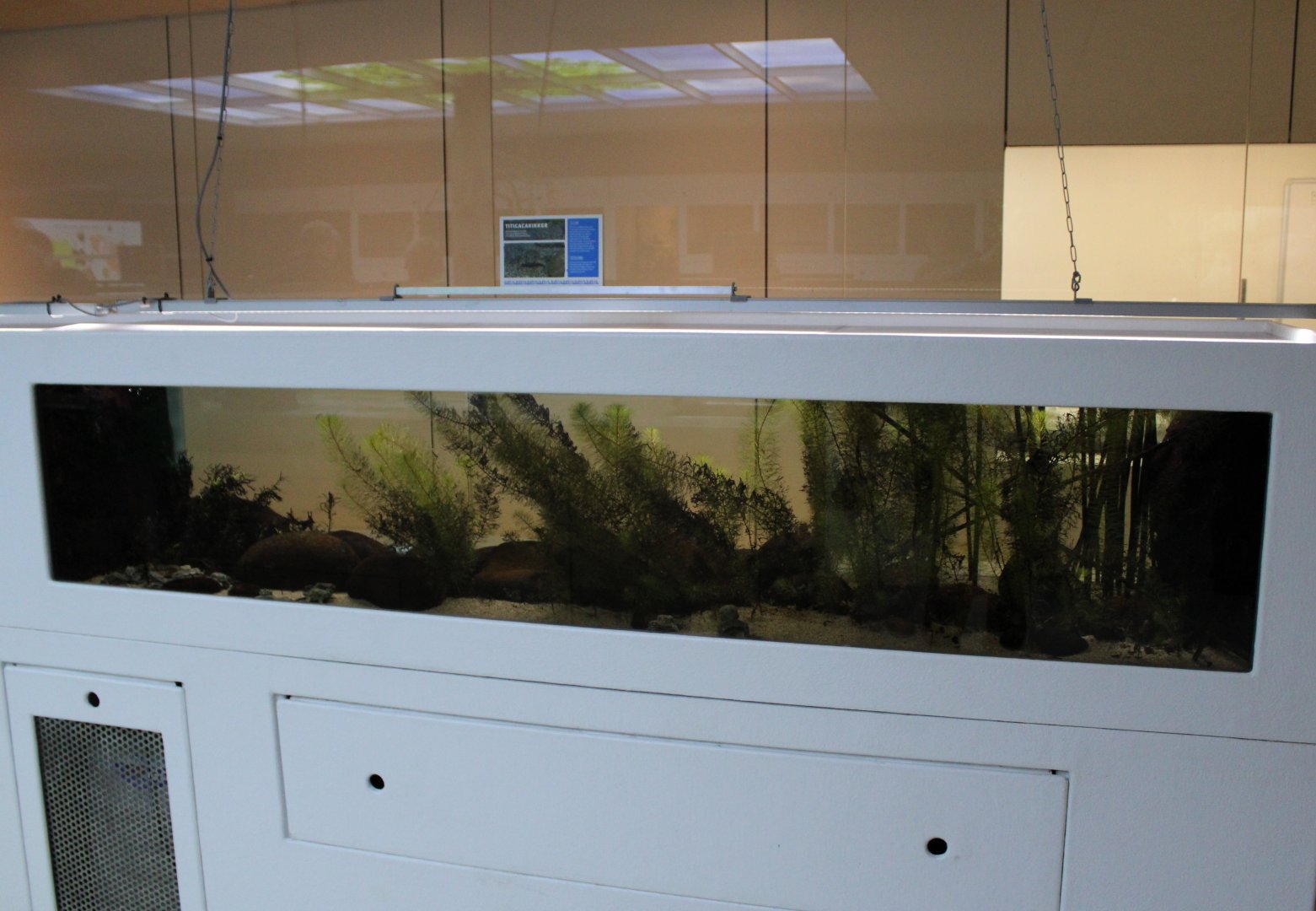 Enclosure Titicaca waterfrog