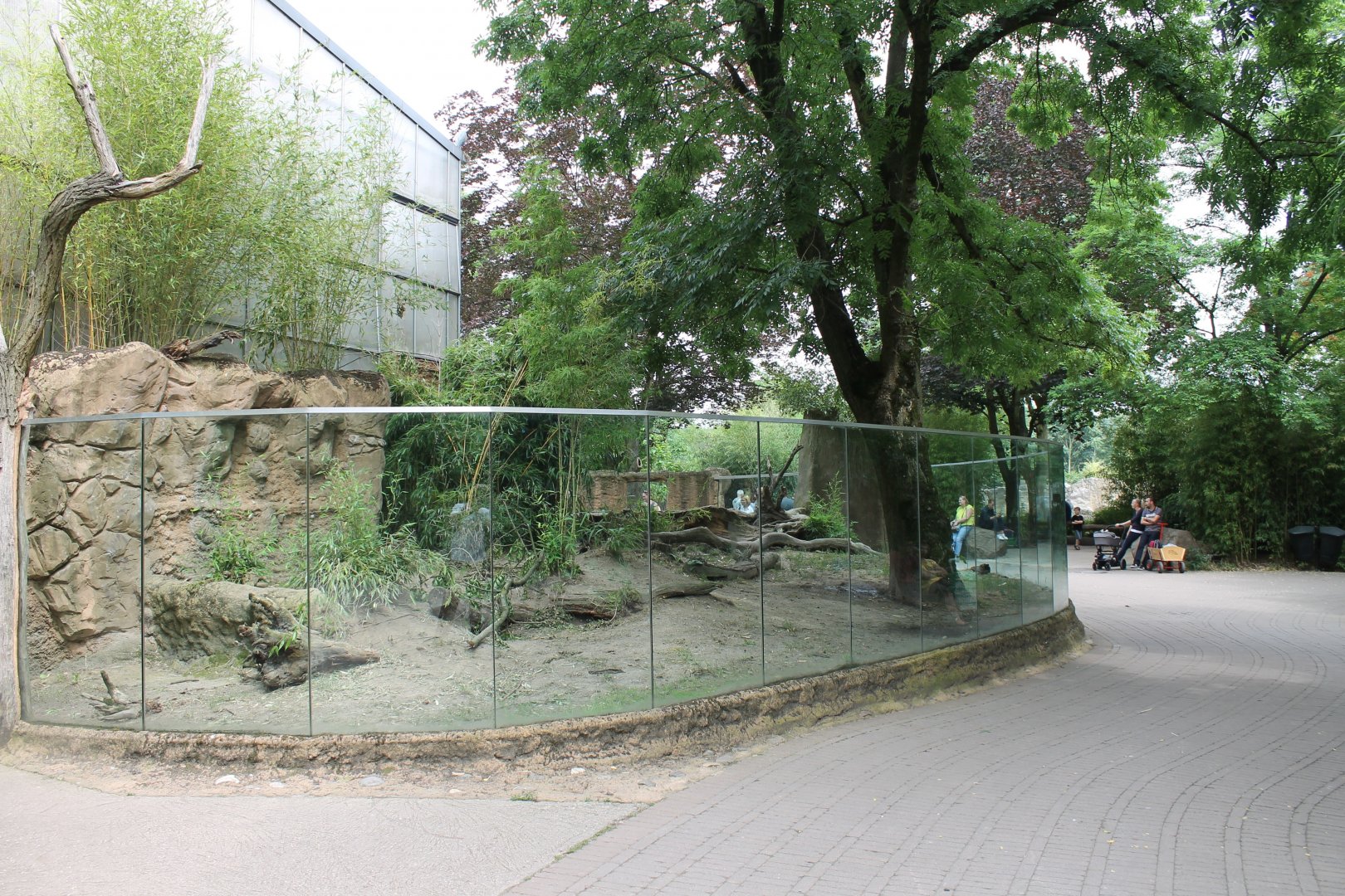Enclosure Tortoises