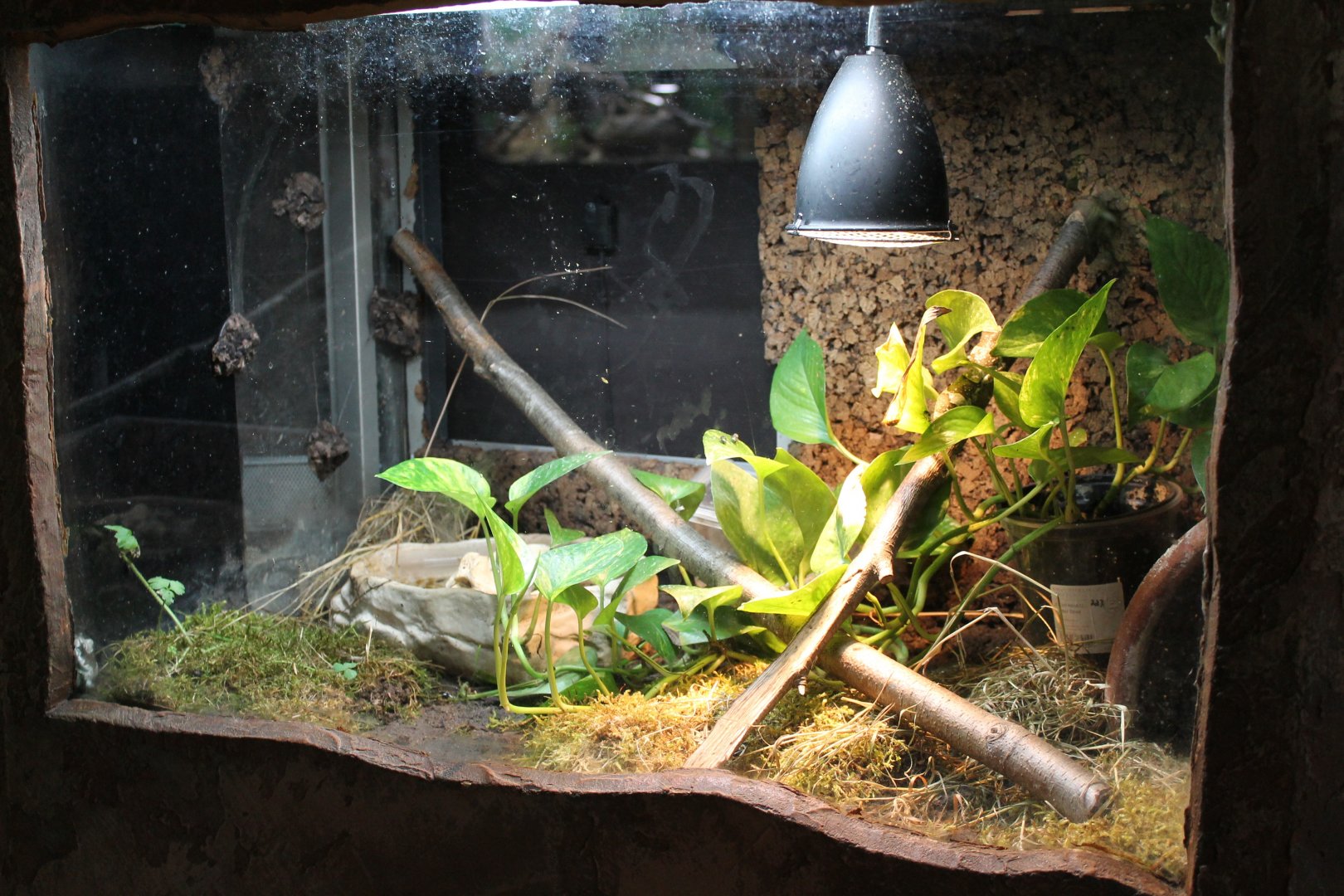 Enclosure Trachycephalus resinifictrix