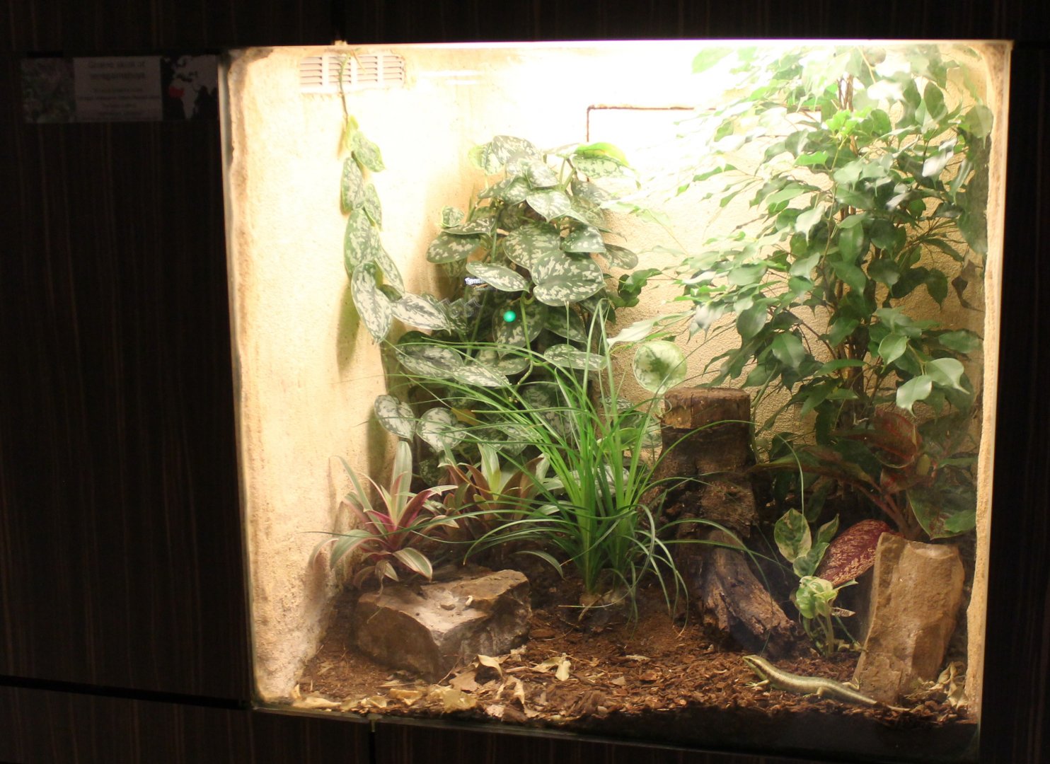 Enclosure Trachylepis affinis