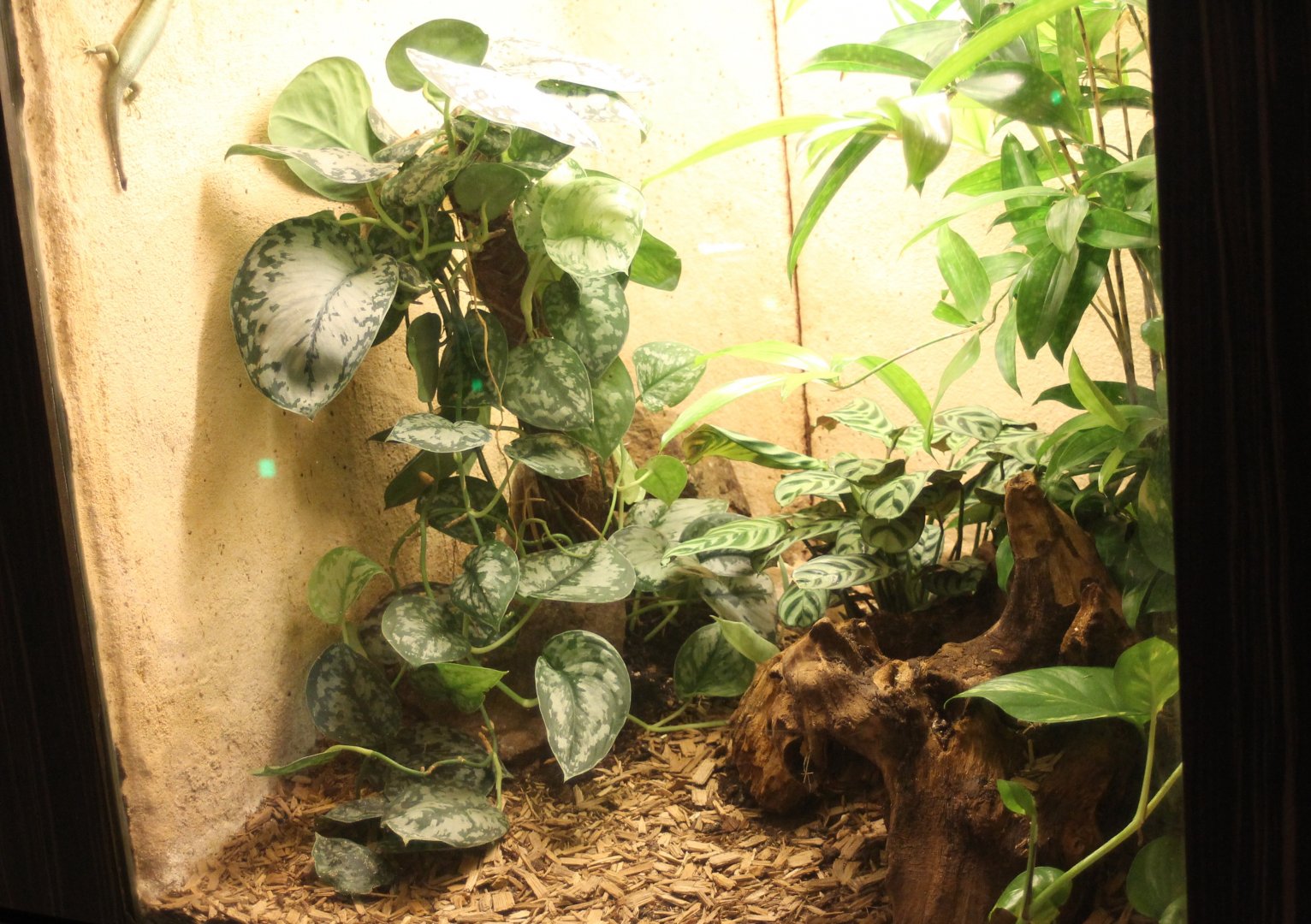 Enclosure Trachylepis affinis