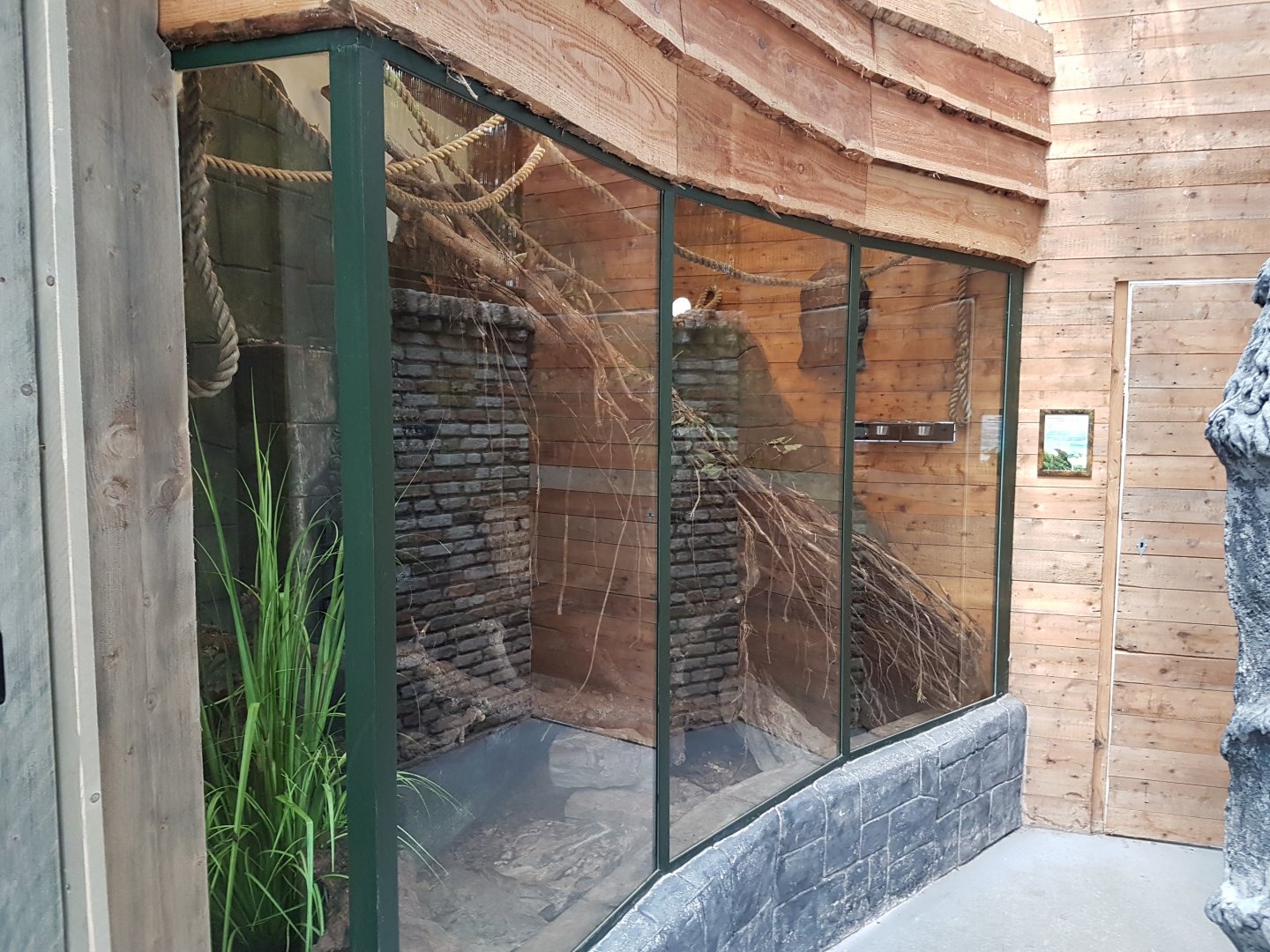 Enclosure Tree-shrew