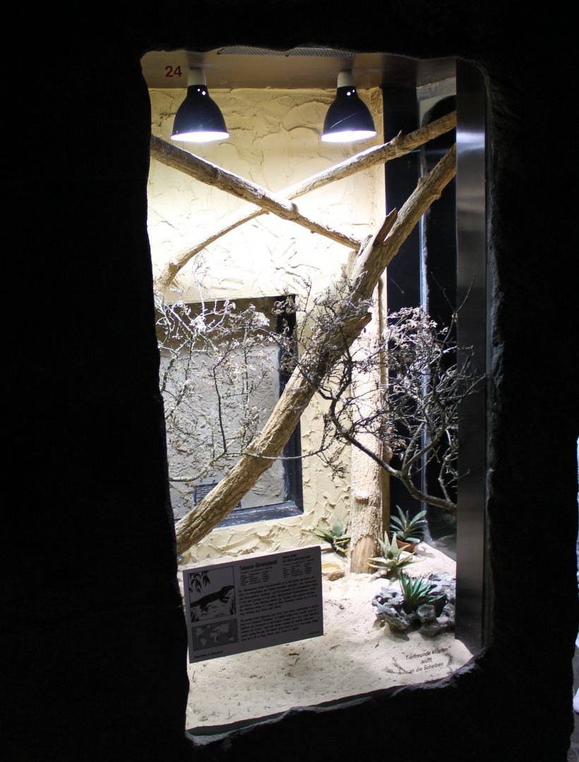 Enclosure Tropical girdled lizard