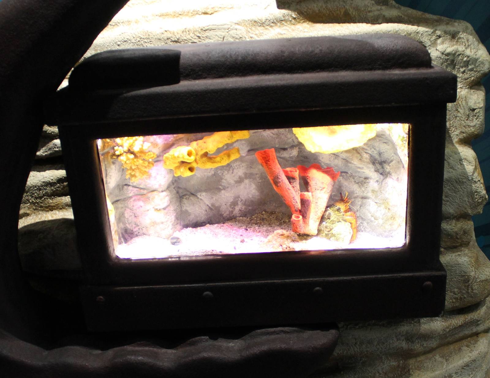 Enclosure Tropical hermite crab