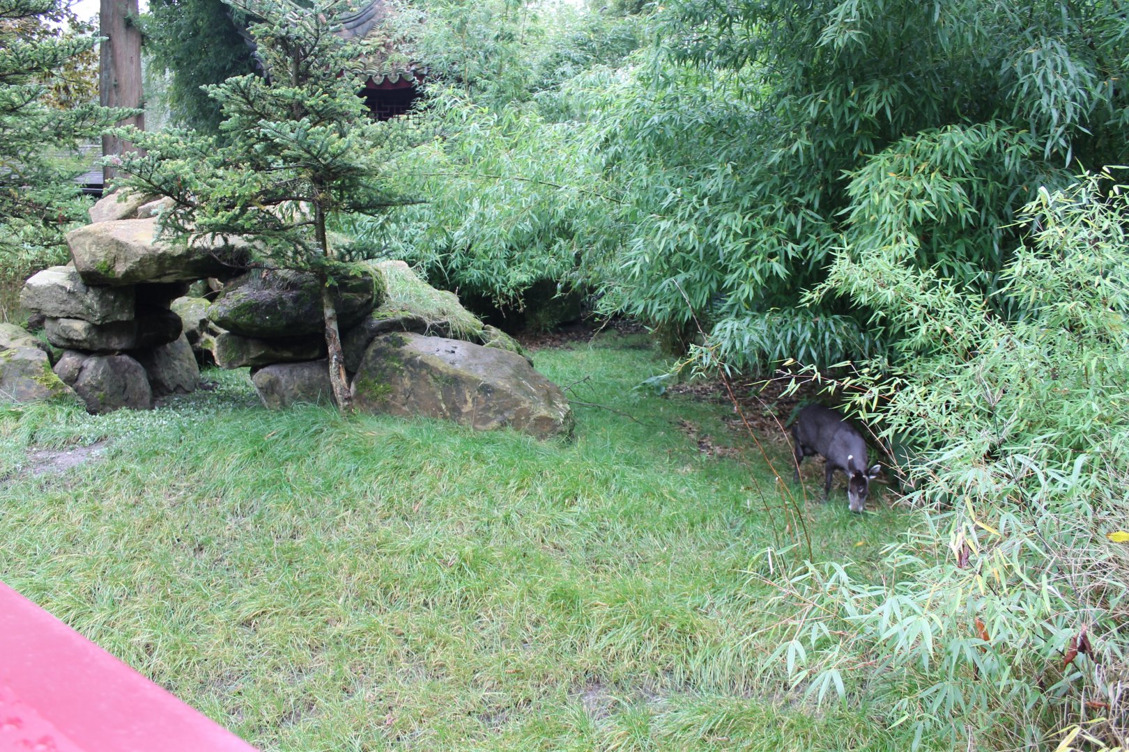 Enclosure Tufted deer