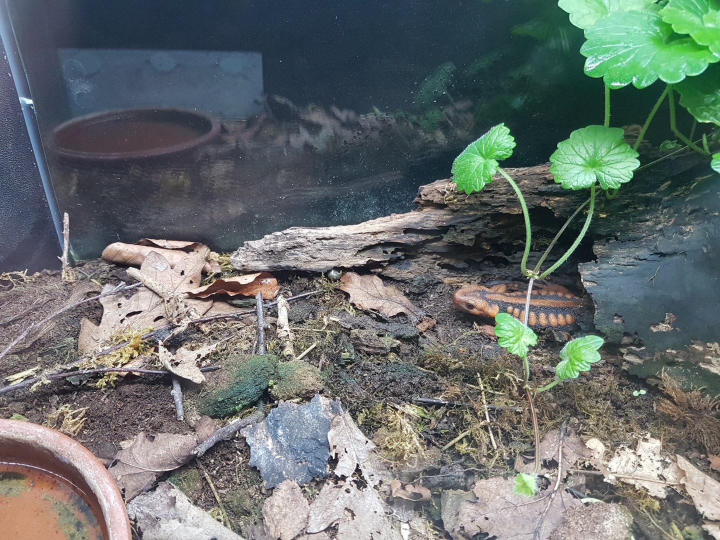 Enclosure Tylotriton shanjing