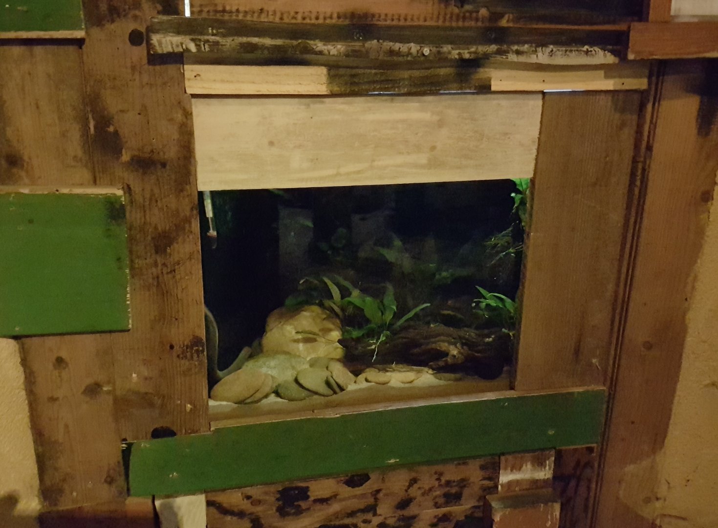 Enclosure Typhlonectes natans