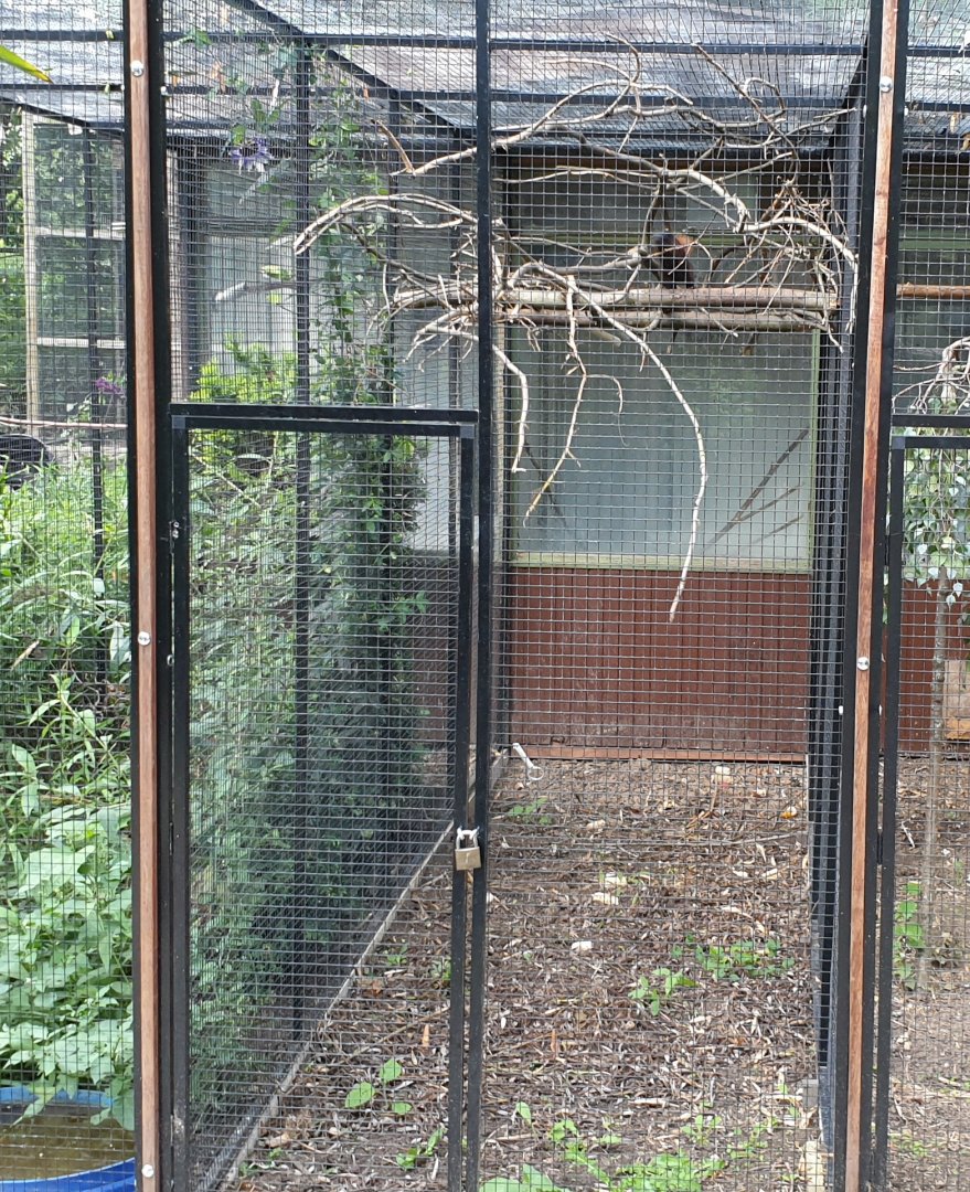 Enclosure unknown Squirrel