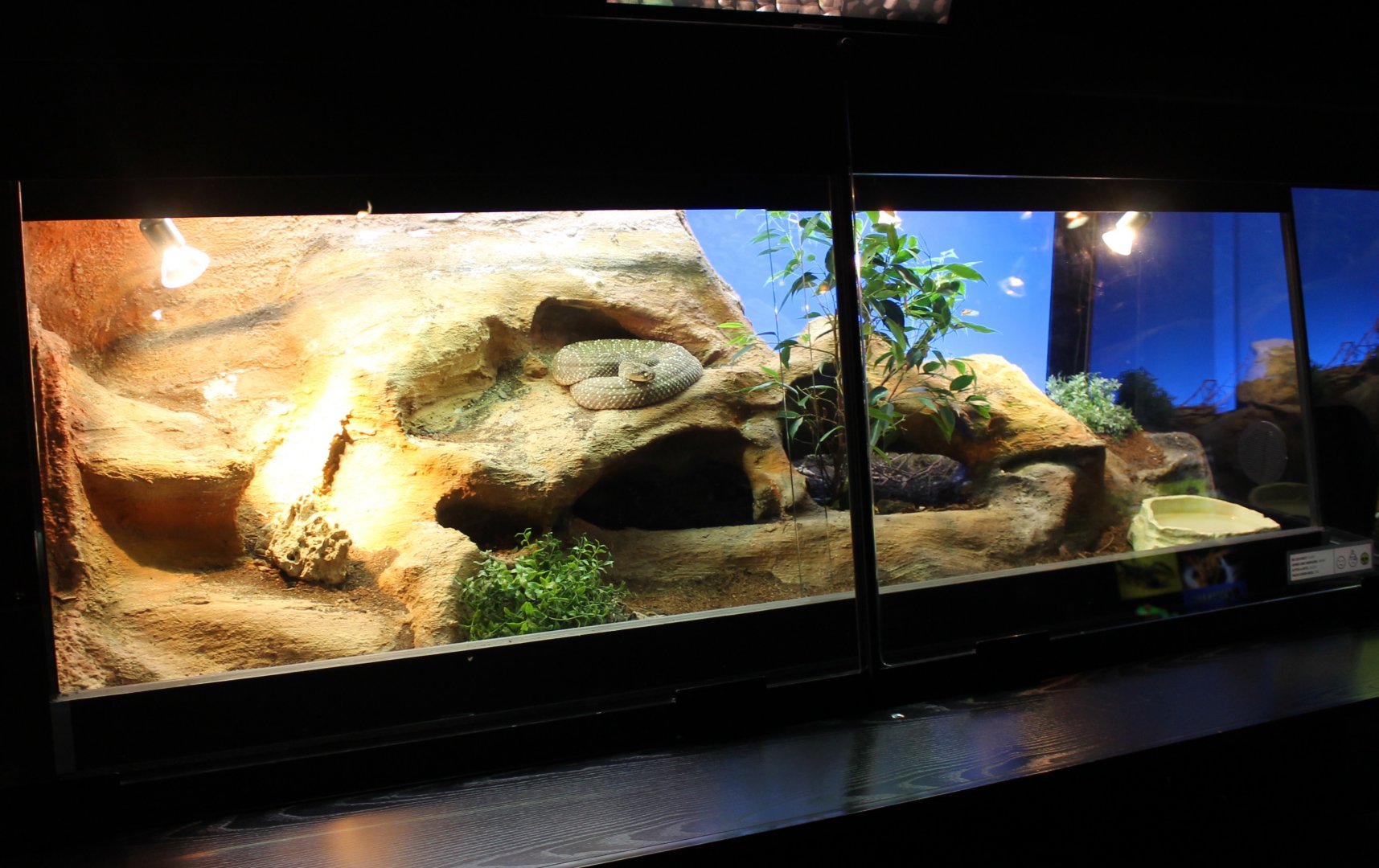Enclosure Uracoan rattlesnake